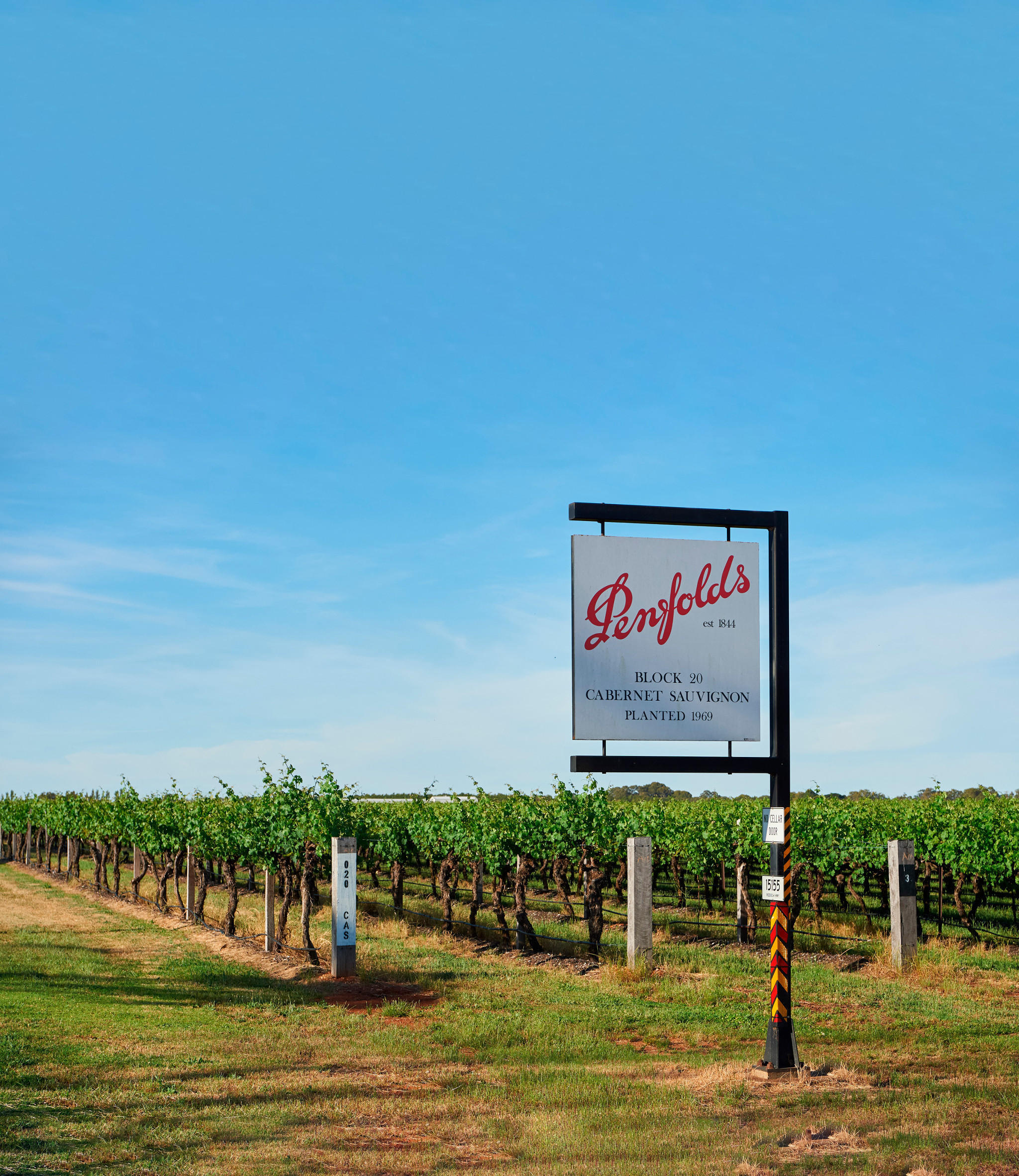 A sunlit vineyard in Coonawarra, Australia, with neat rows of grapevines and a Penfolds signpost marking the estate.