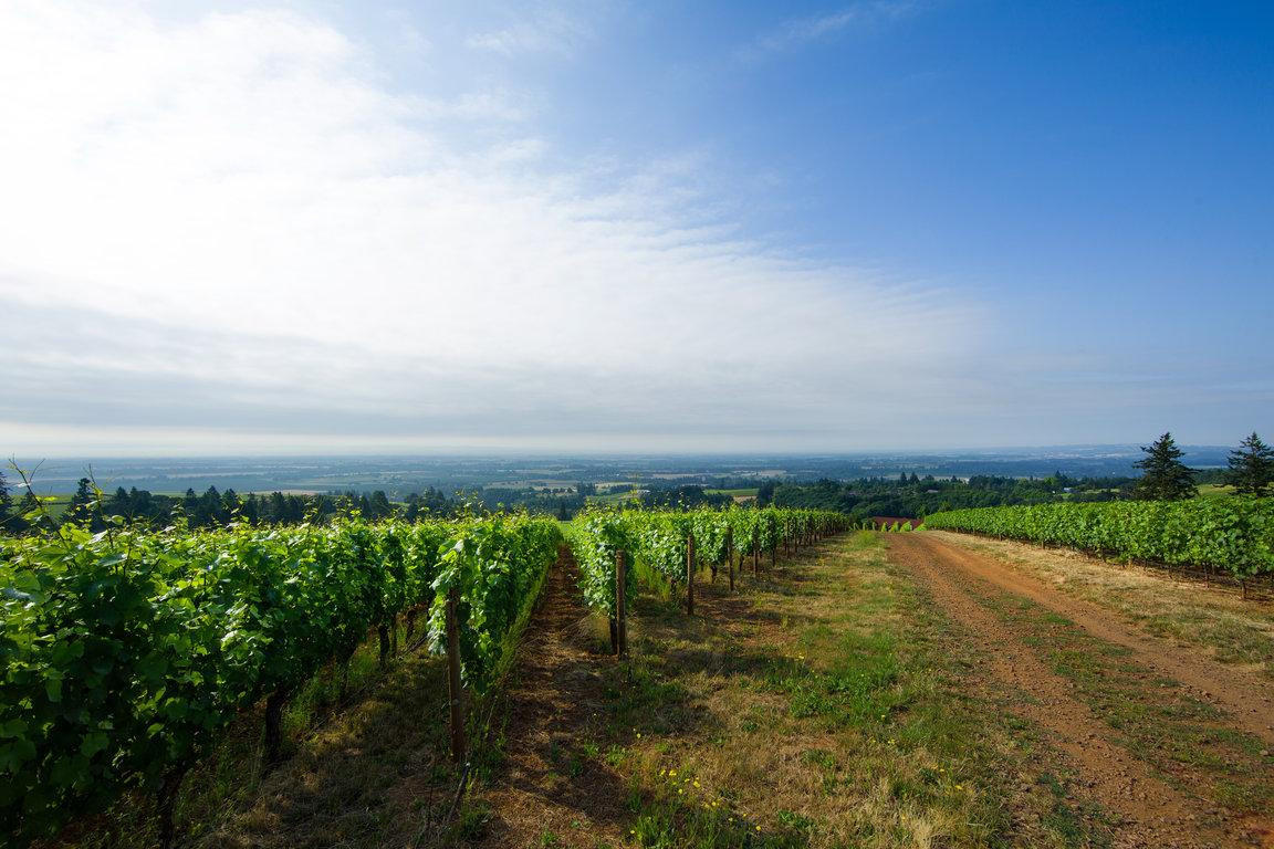 Dominus Estate | Napa Valley Bordeaux-Style Wines