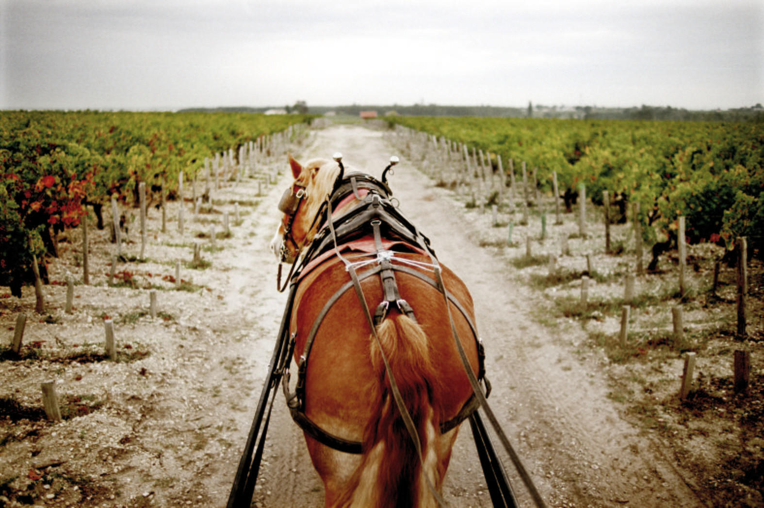 Region_France_Bordeaux-Chateau-Pontet-Canet_07