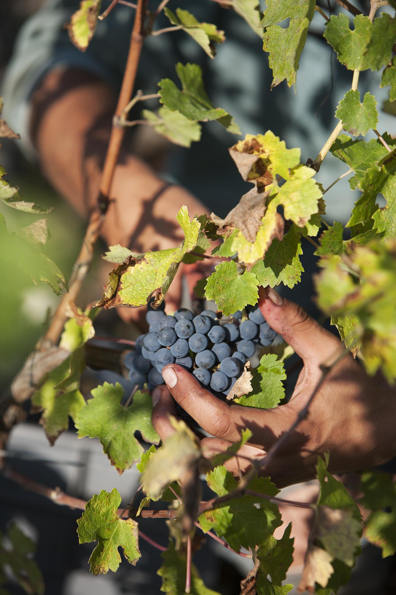 Region_France_Bordeaux-Chateau-Pontet-Canet_90