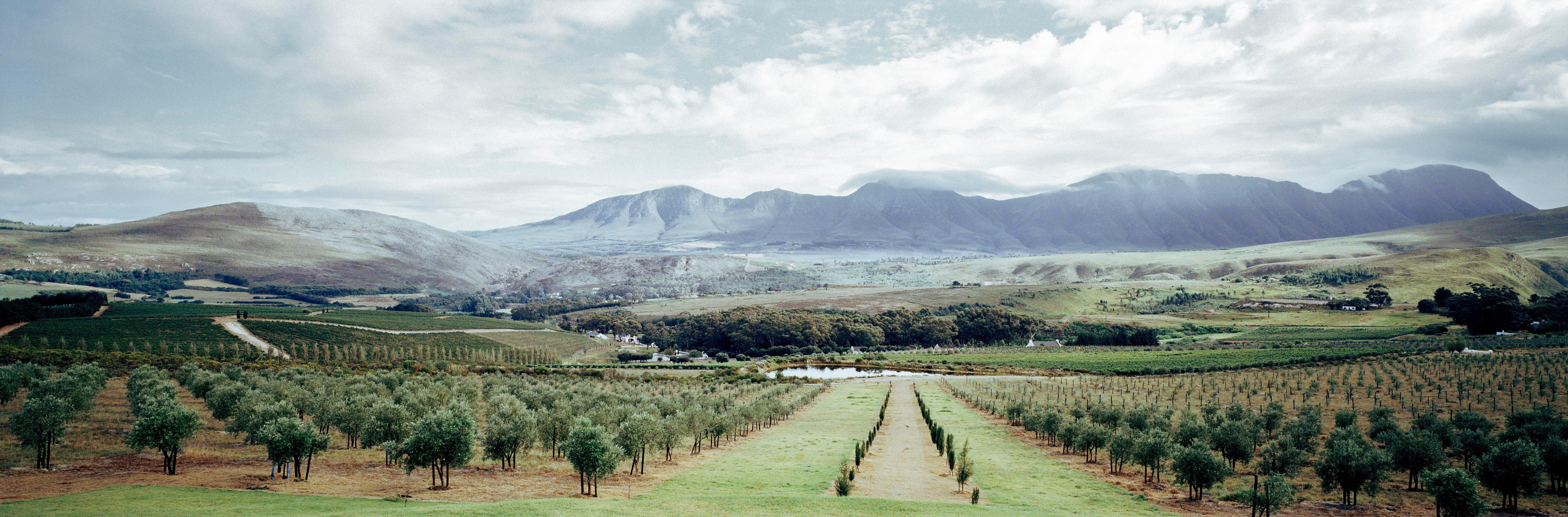 Hamilton Russell Vineyards in Walker Bay, South Africa, with rows of vines set against a backdrop of rolling hills and the Atlantic Ocean influence.