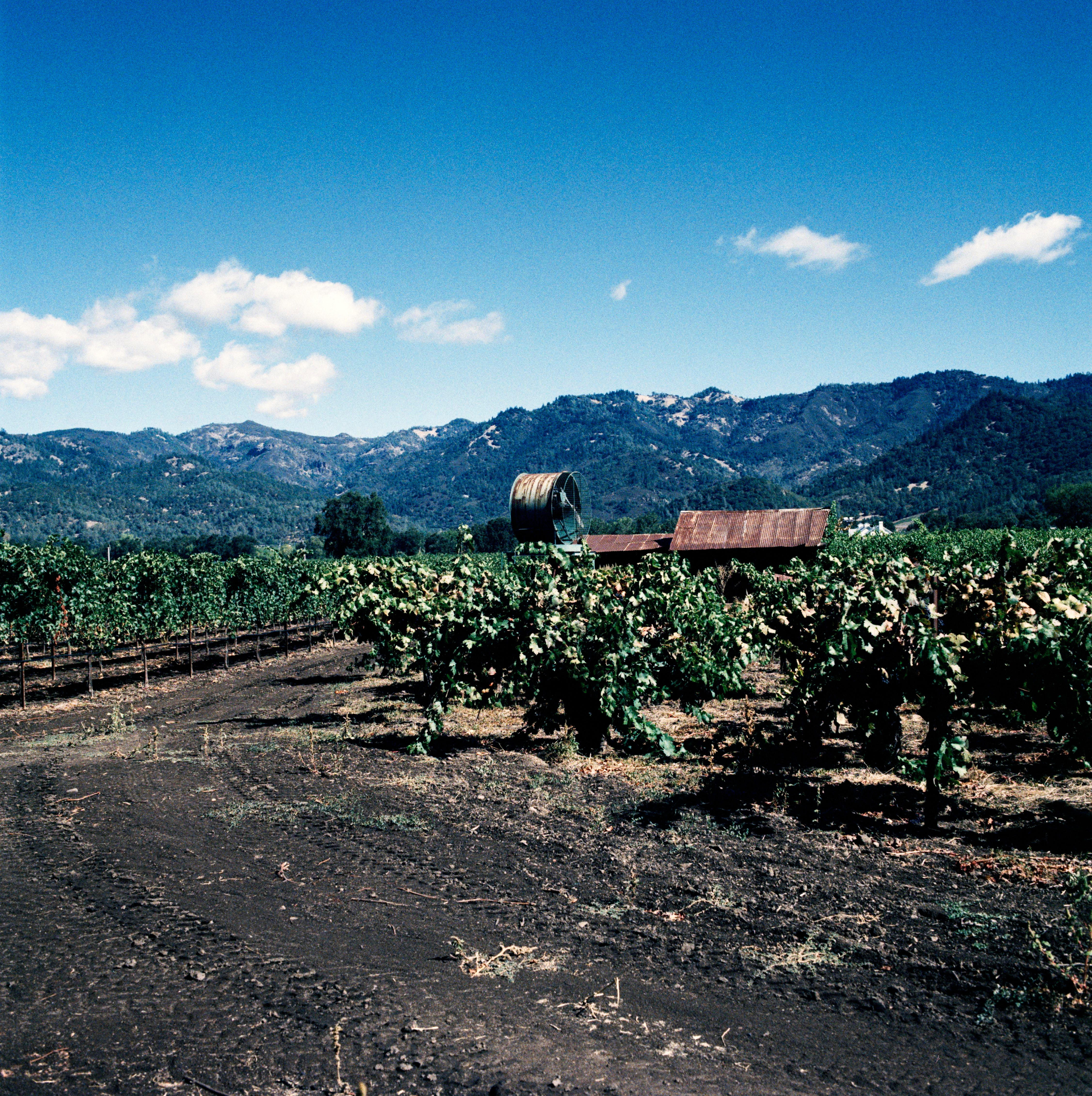 Region_Jason-Lowe_USA_Napa-Valley_15