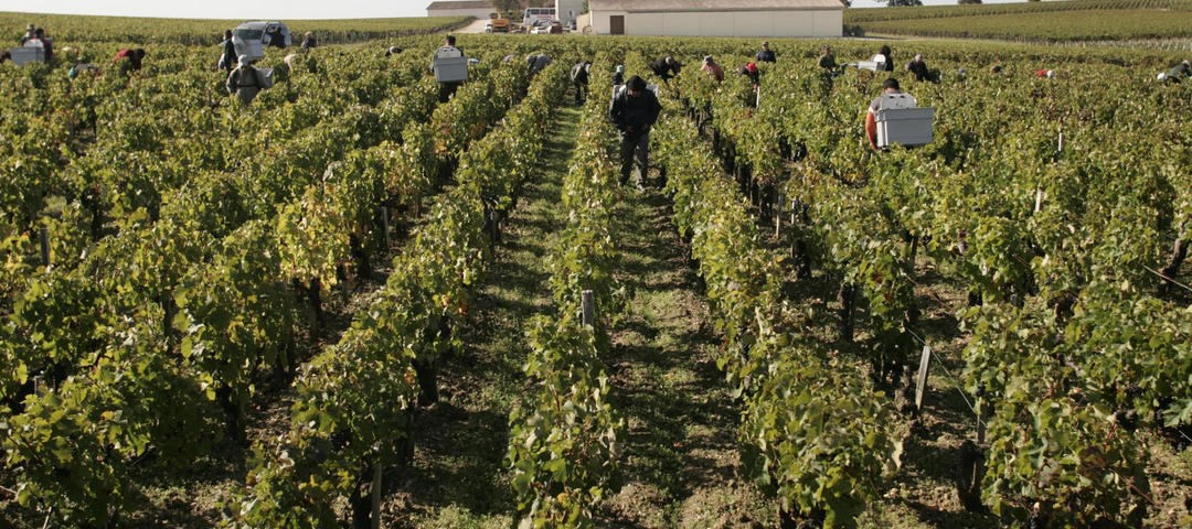 Workers in the vineyard at  Domaine Thibault Liger-Belair