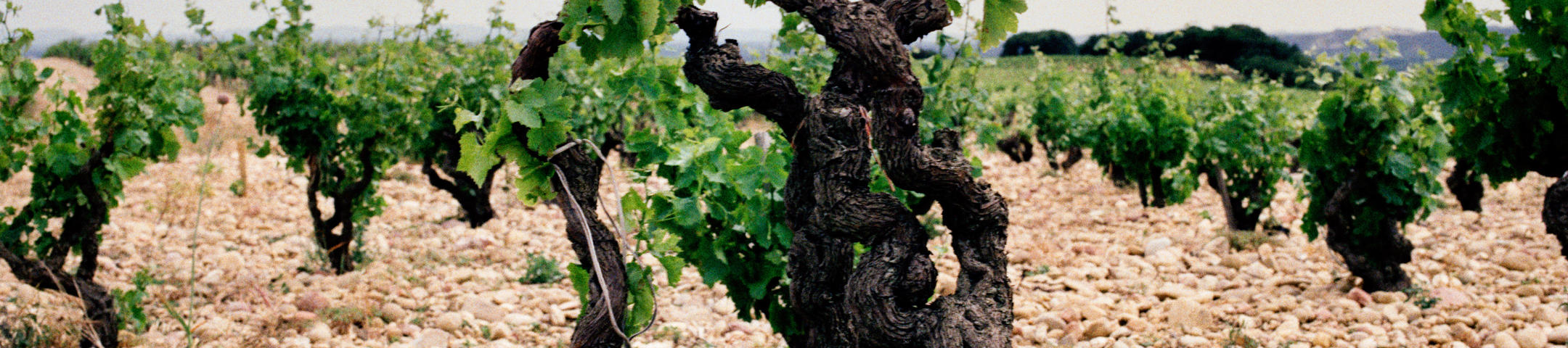 Rhône 2023 En Primeur