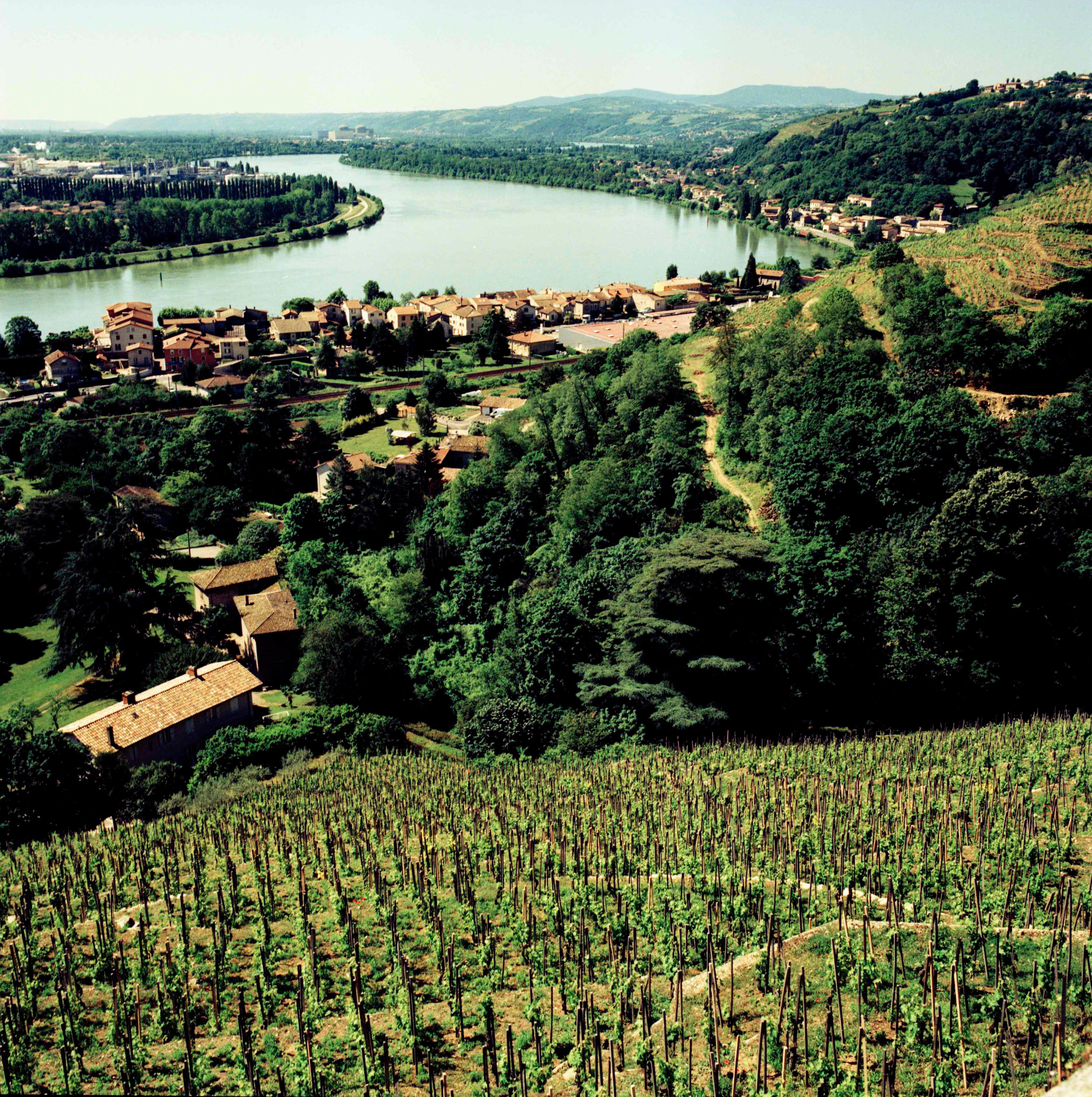 Rhone-2015_France-Harvest_Jason-Lowe_28