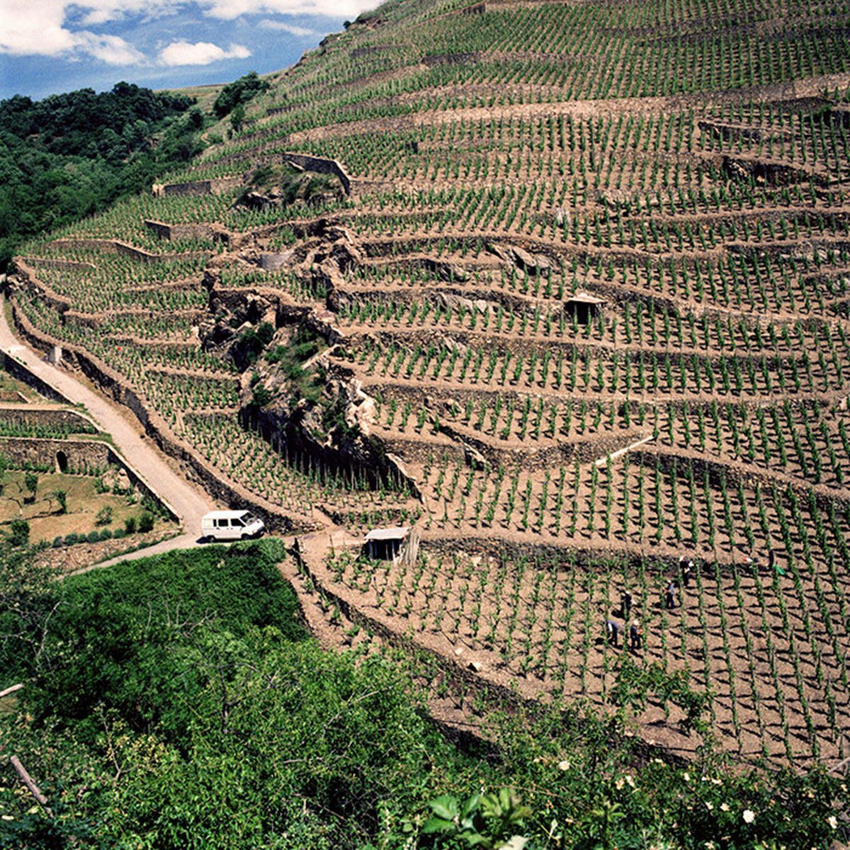 A collector’s information to the Rhône — Berry Bros. & Rudd Wine Weblog