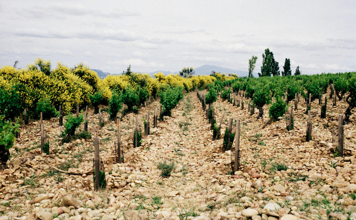 Rhône 2017 vintage report