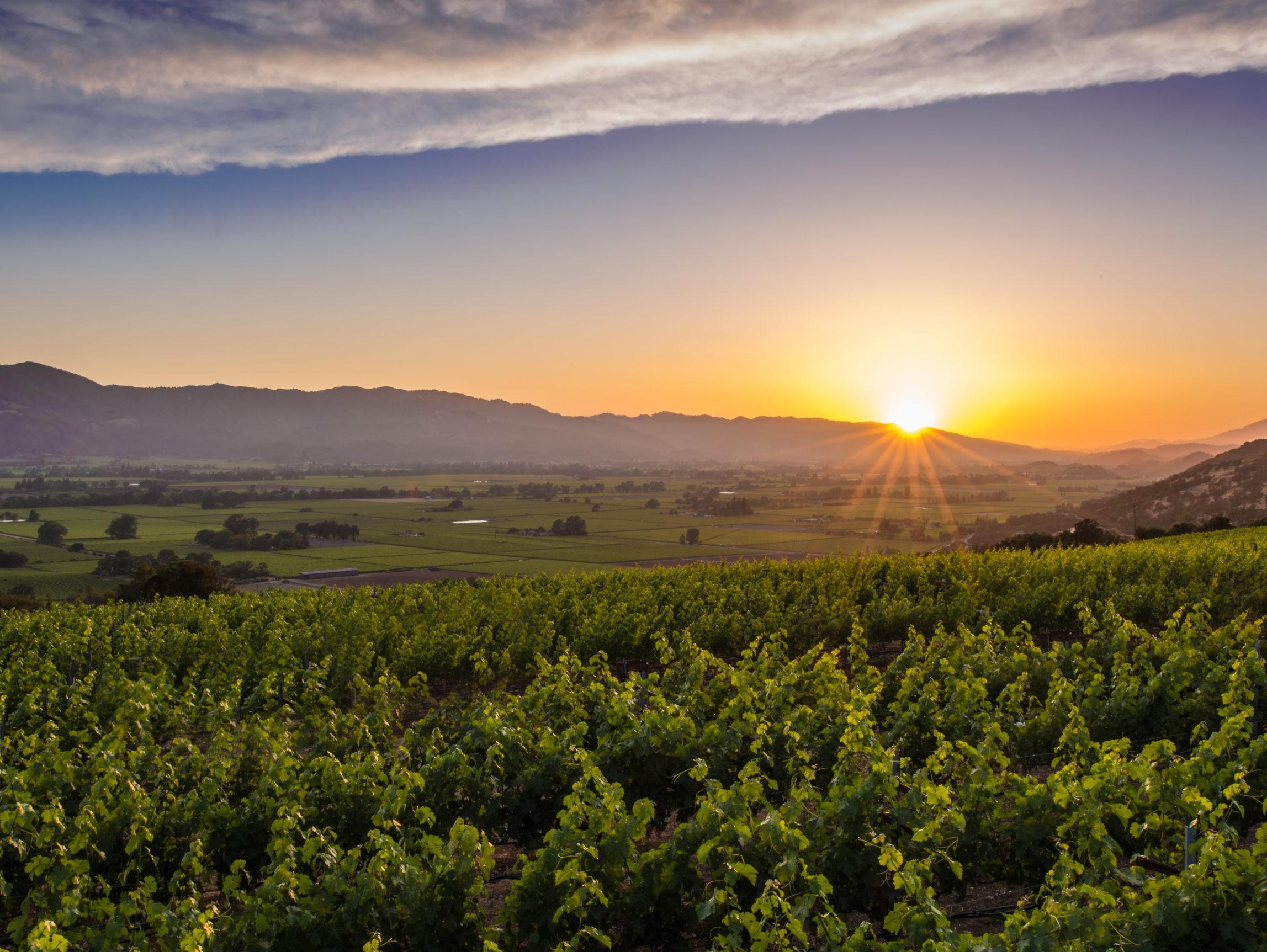 Sunset over the Rutherford wine region in Napa Valley, with rows of green vineyards in the foreground and rolling hills in the distance.