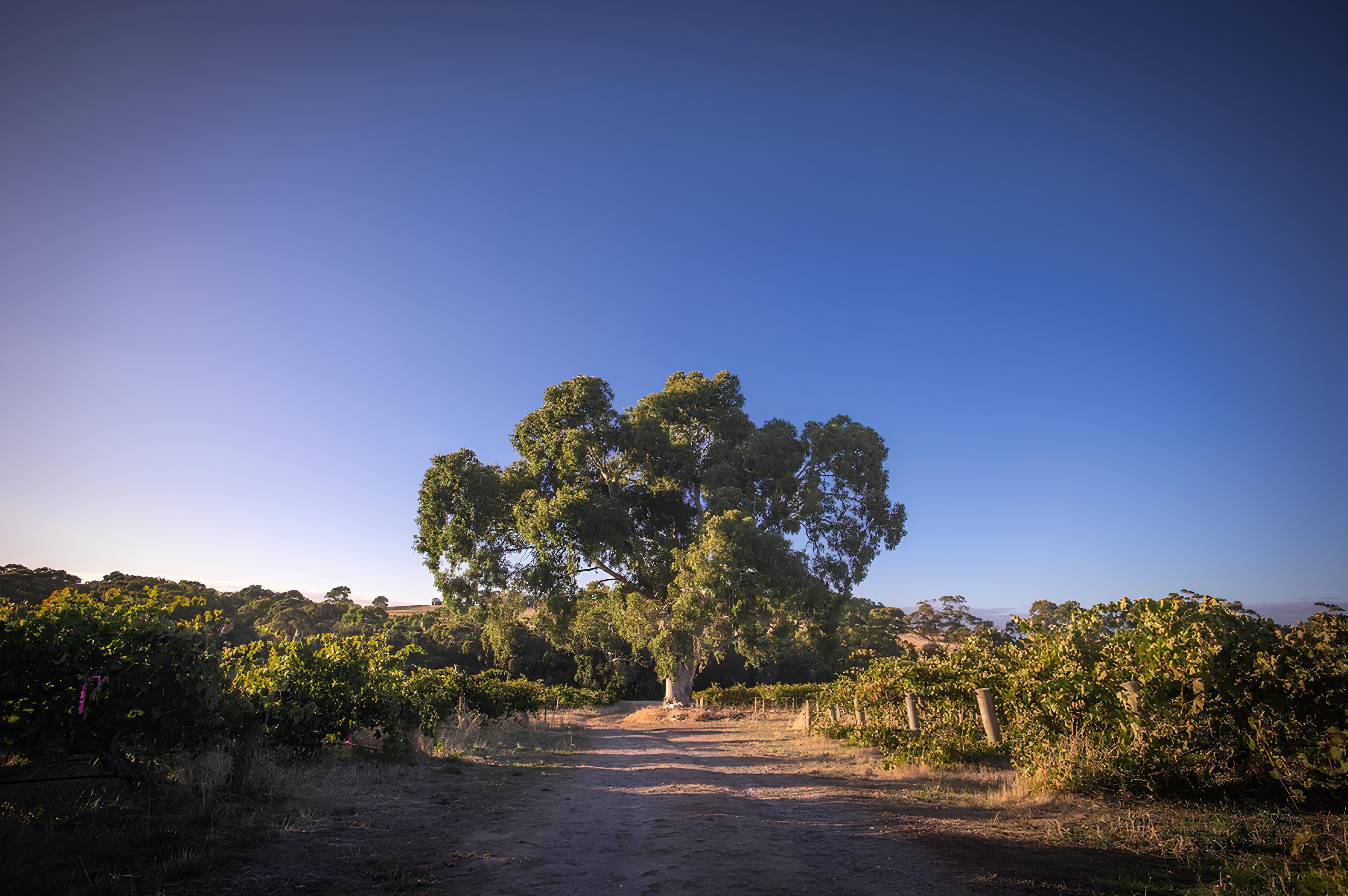 Vineyard at S.C.Pannell in McLaren Vale, Australia, featuring a prominent eucalyptus tree surrounded by rows of Grenache vines under a clear blue sky.
