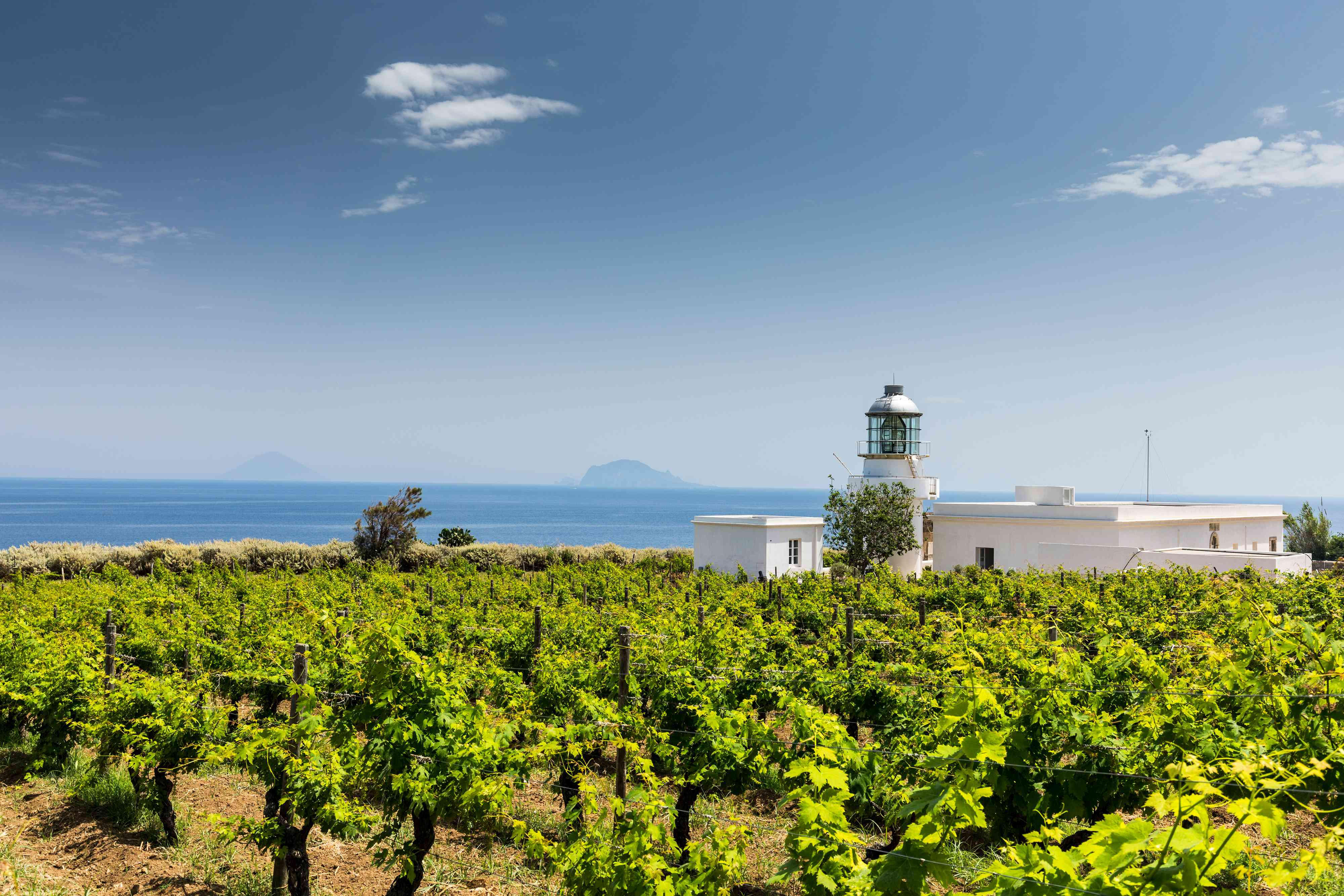 Sardinian vineyard overlooking the Mediterranean Sea, where coastal breezes shape the character of the vines.