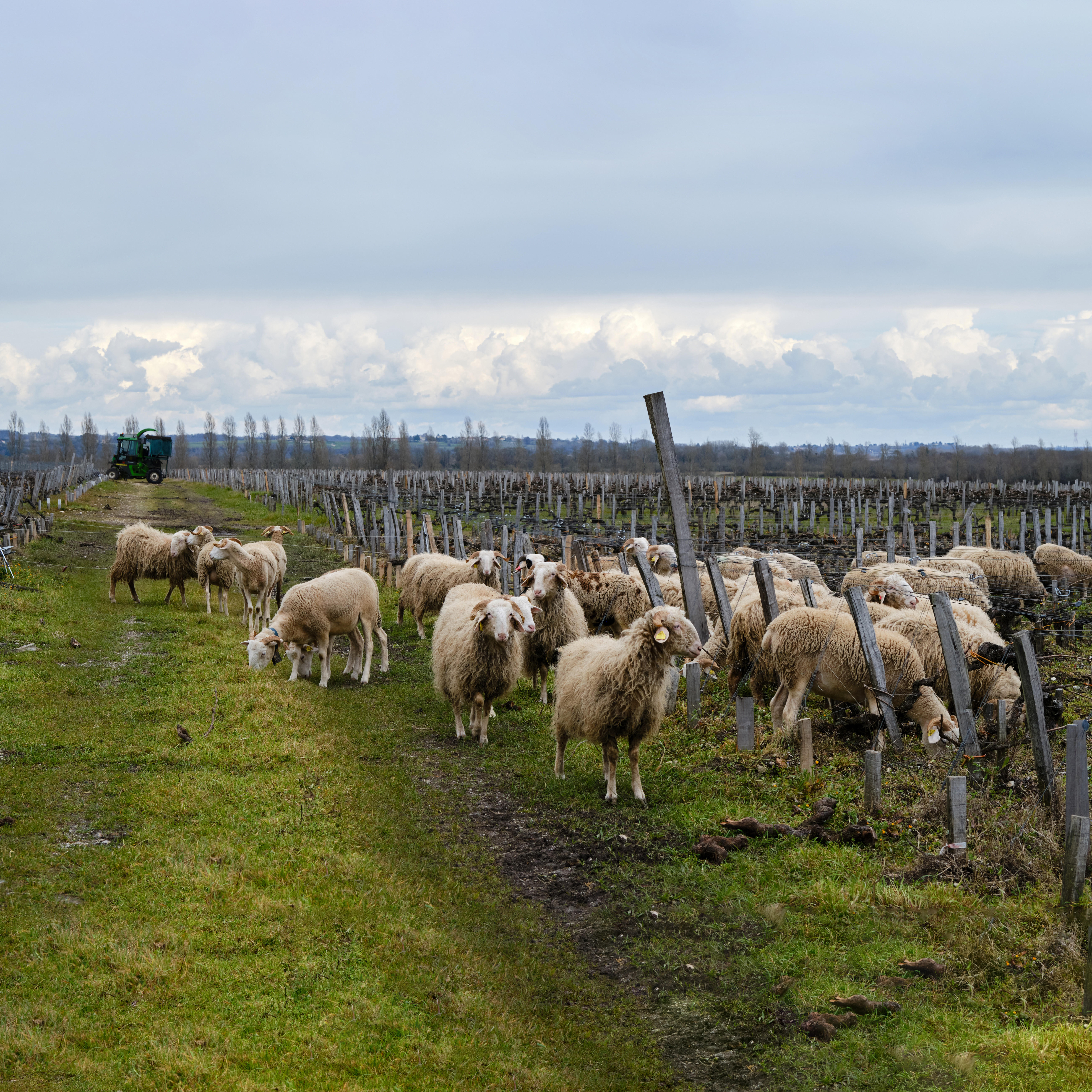 Sheep-in-vines_Margaux_Bordeaux-2023_Jason-Lowe