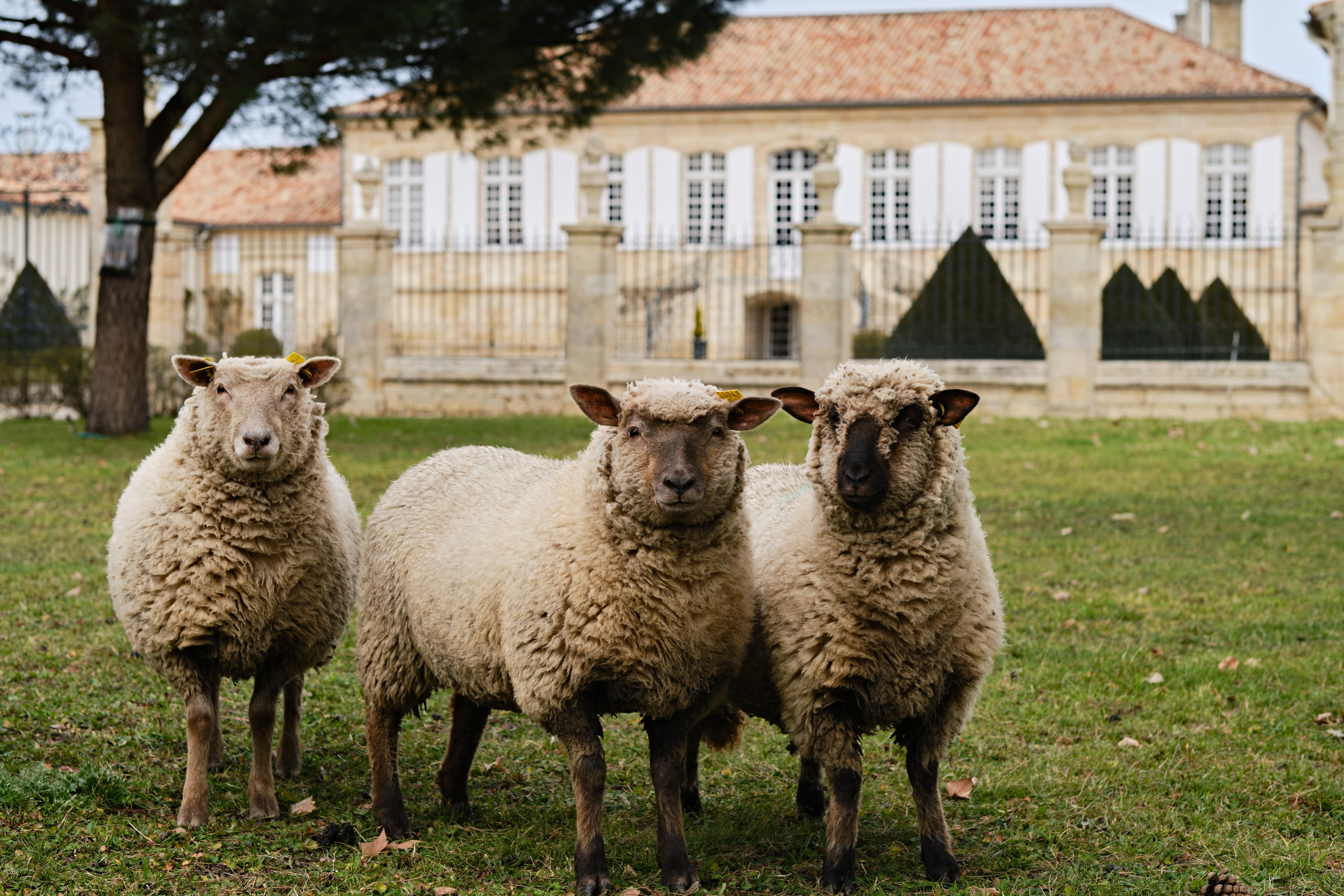 Three sheep at Ch. La Lagune in the Haut-Médoc appellation. La Lagune is one of the top wines from outside Bordeaux's major communes in 2022.
