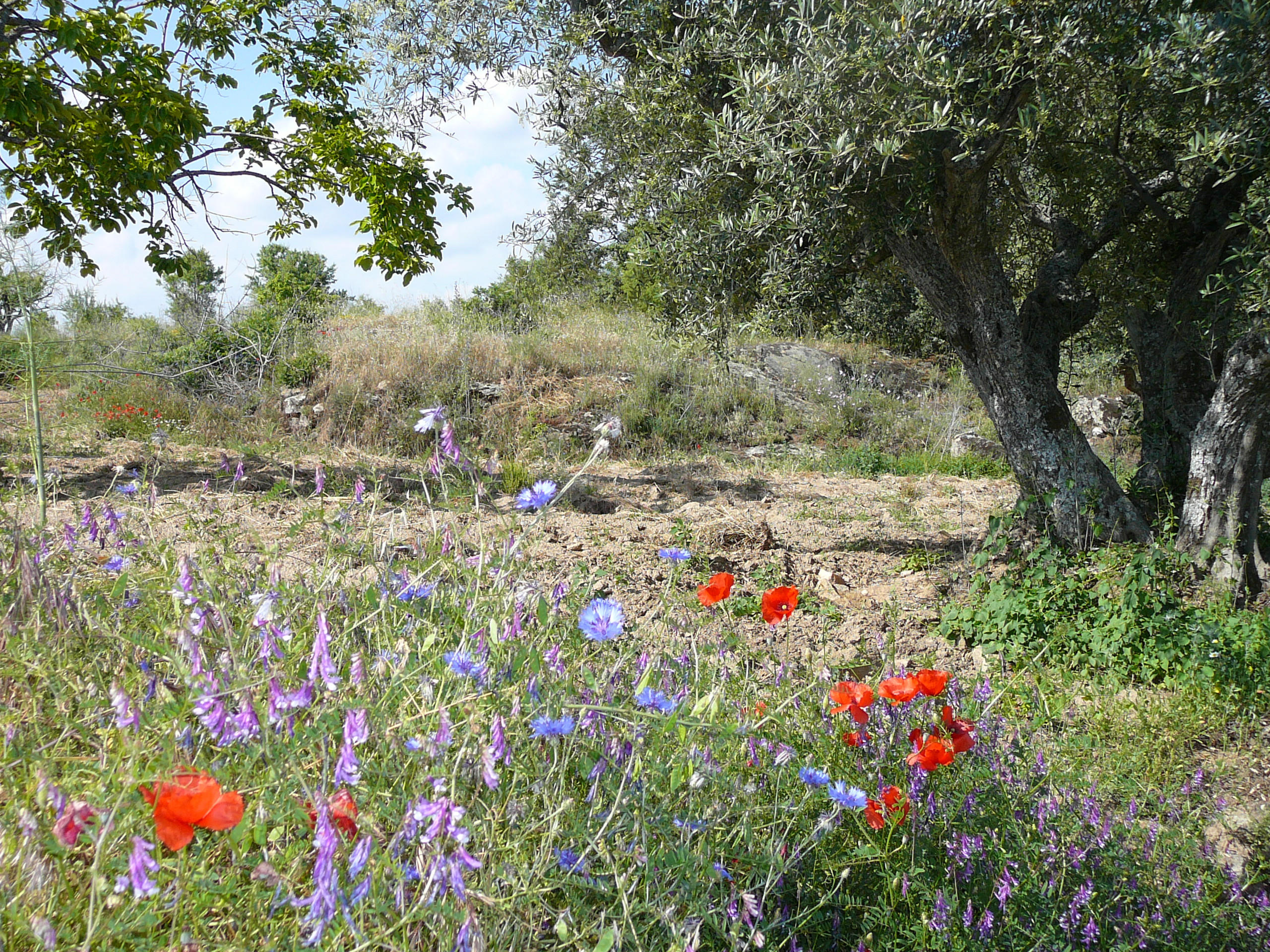 Spain_Bodegas-Palacios-Remondo_Campo-Redondo-Wild-Flowers