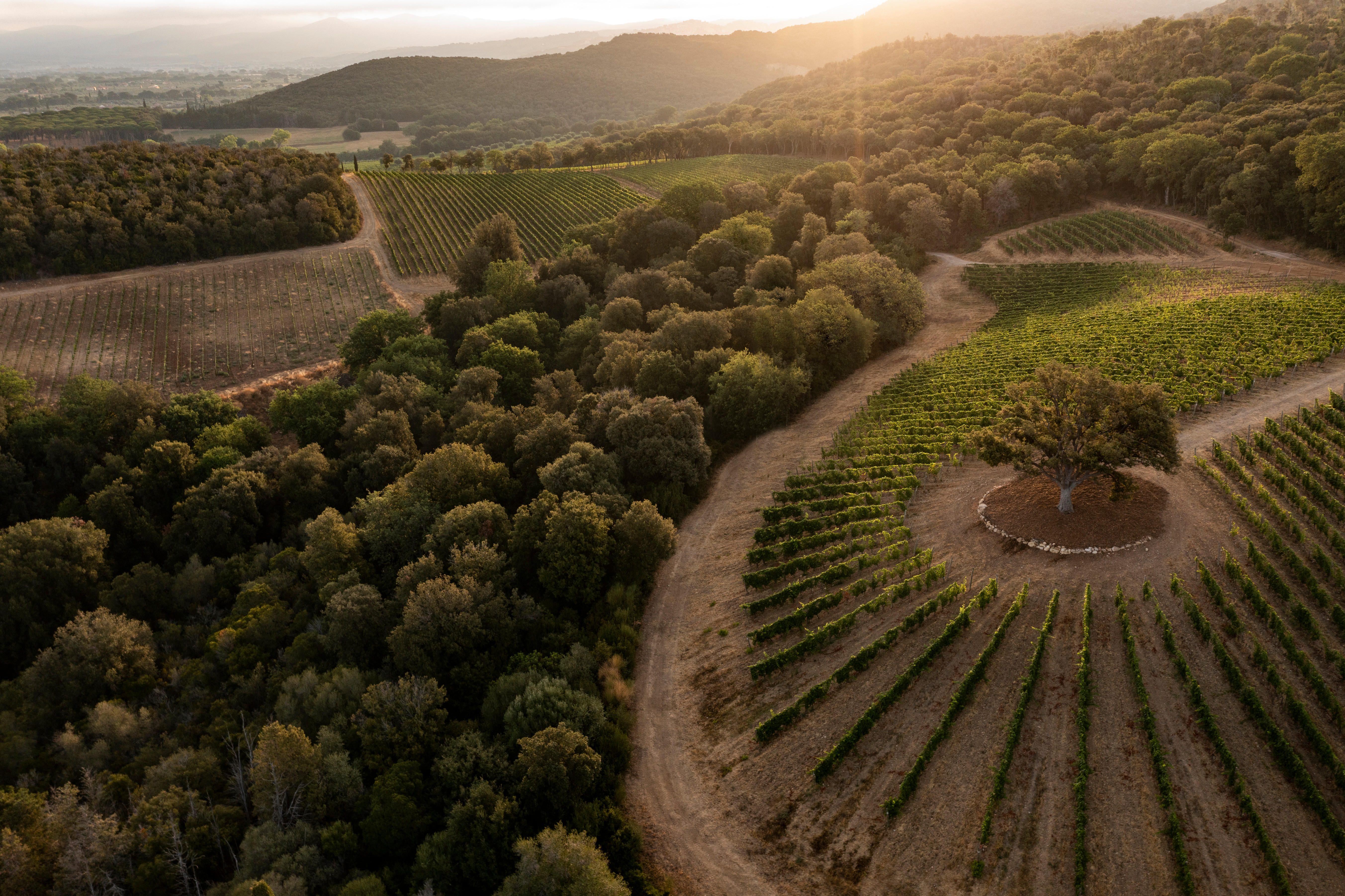 Tenuta-Argentiera_producer-image-of-vineyard_0132