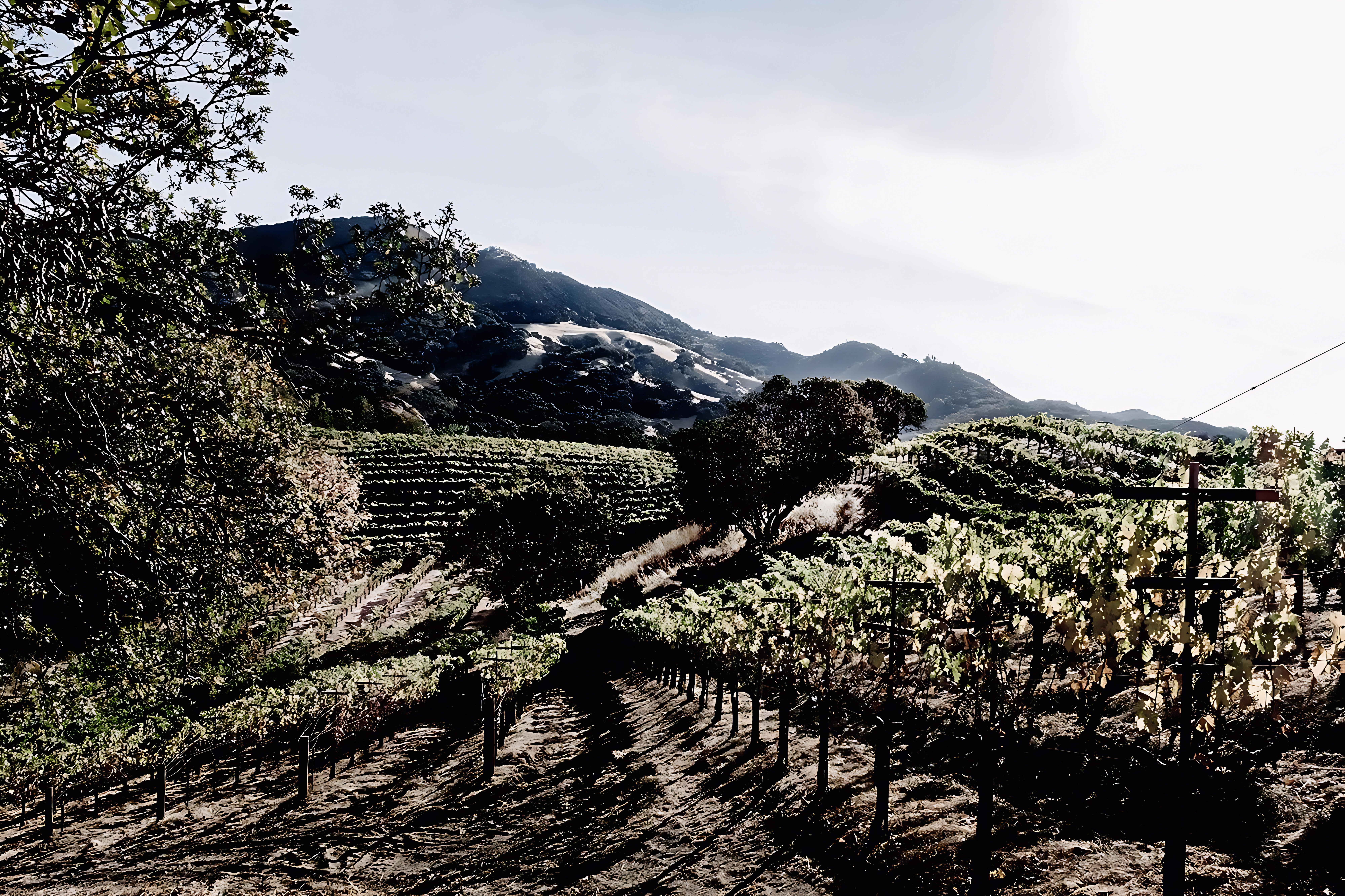 Tesseron Estate vineyard landscape under blue sky, Mount Veeder, Napa Valley.