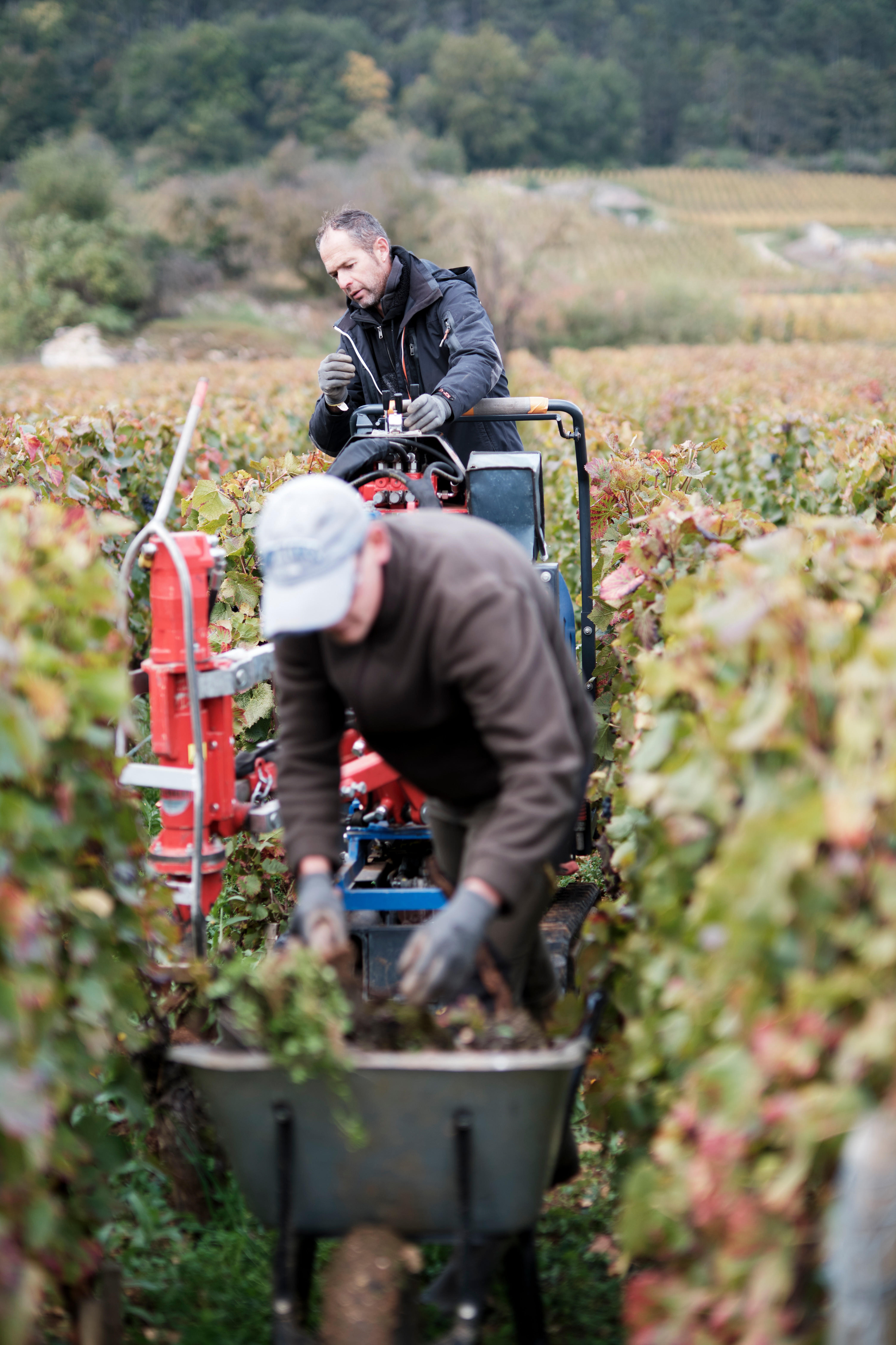 VIneyard-workers-at-Domaine-Denis-Mortet_Gevrey-Chambertin_Burgundy-2021_Jason-Lowe