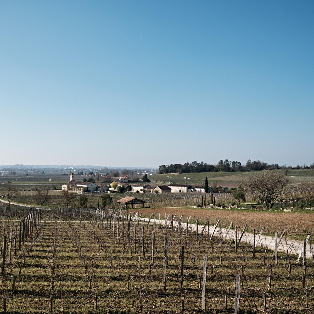 The vineyard at Château Berliquet, a key producer in the Bordeaux 2021 En Primeur campaign.