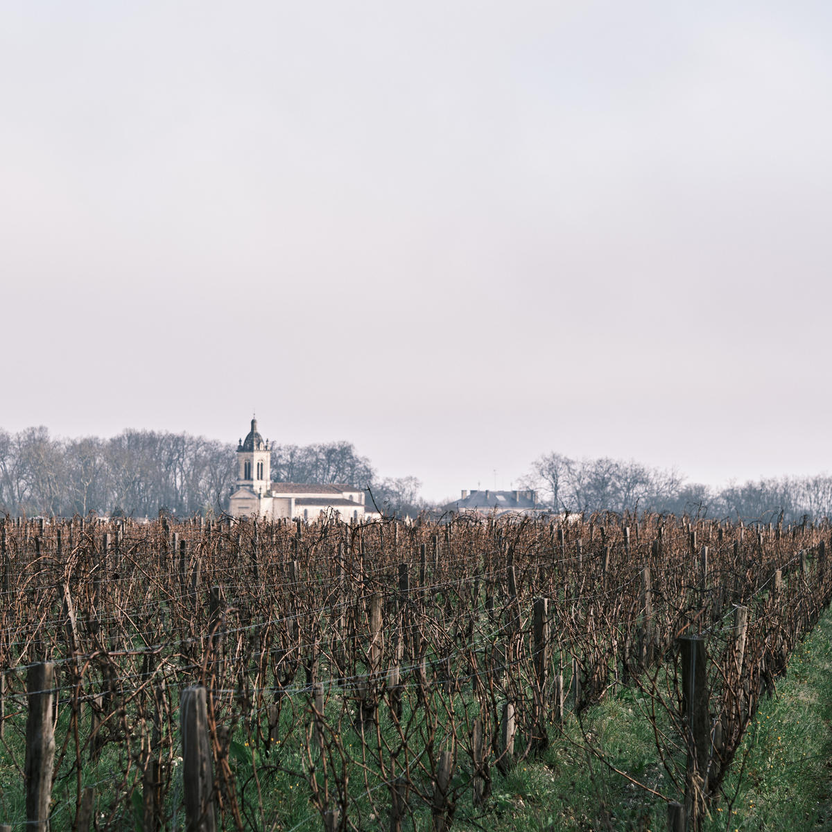 A view of the vines at Château Palmer with the roof of Château Margaux visible in the difference. These two estates are highlights of the Bordeaux 2021 En Primeur campaign.