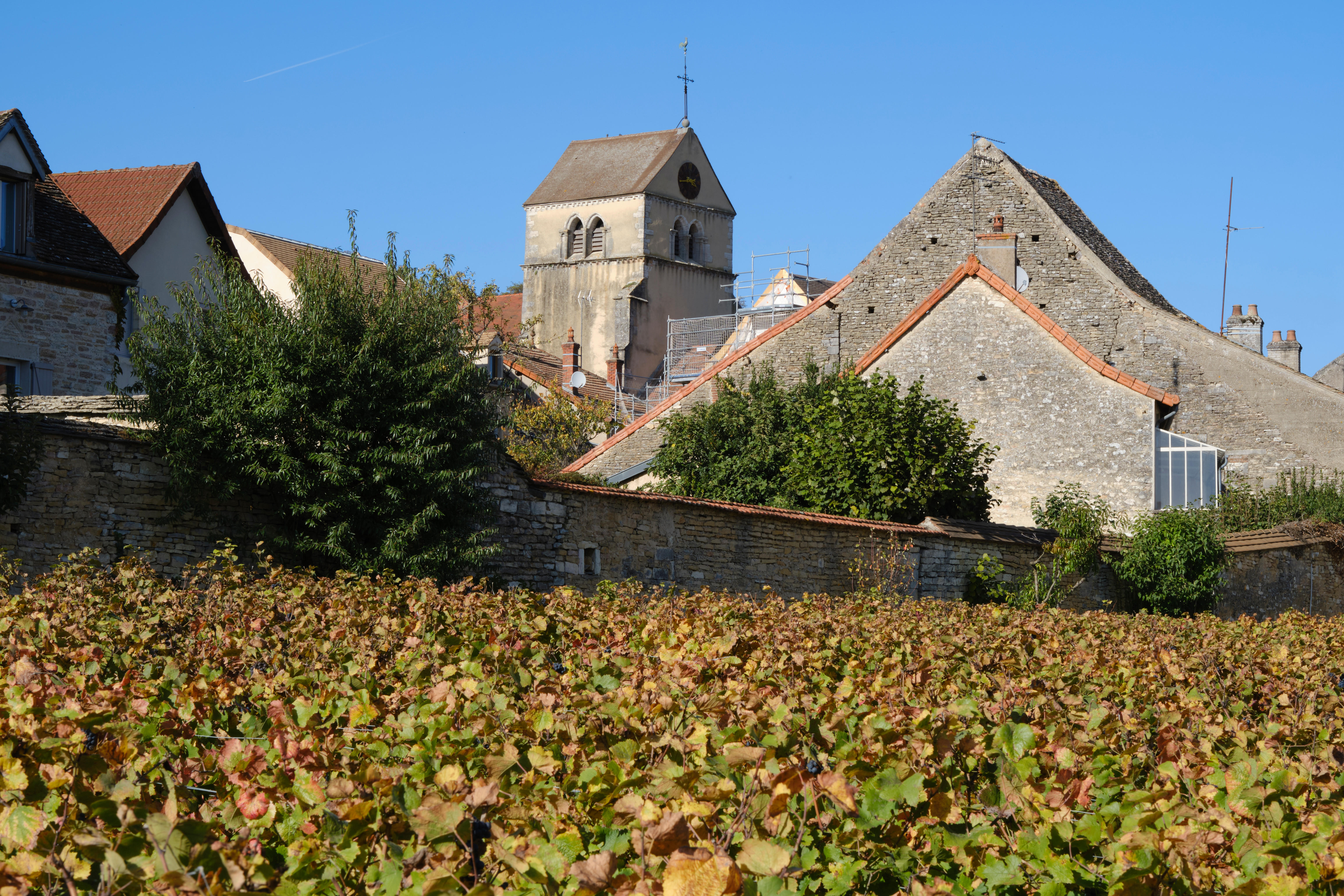 Vines-with-Volnay-in-background_Domaine-Michel-Lafarge_Volnay_Burgundy-2022_Jason-Lowe