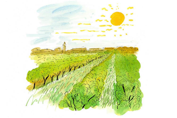 Vineyard illustration by James Oses