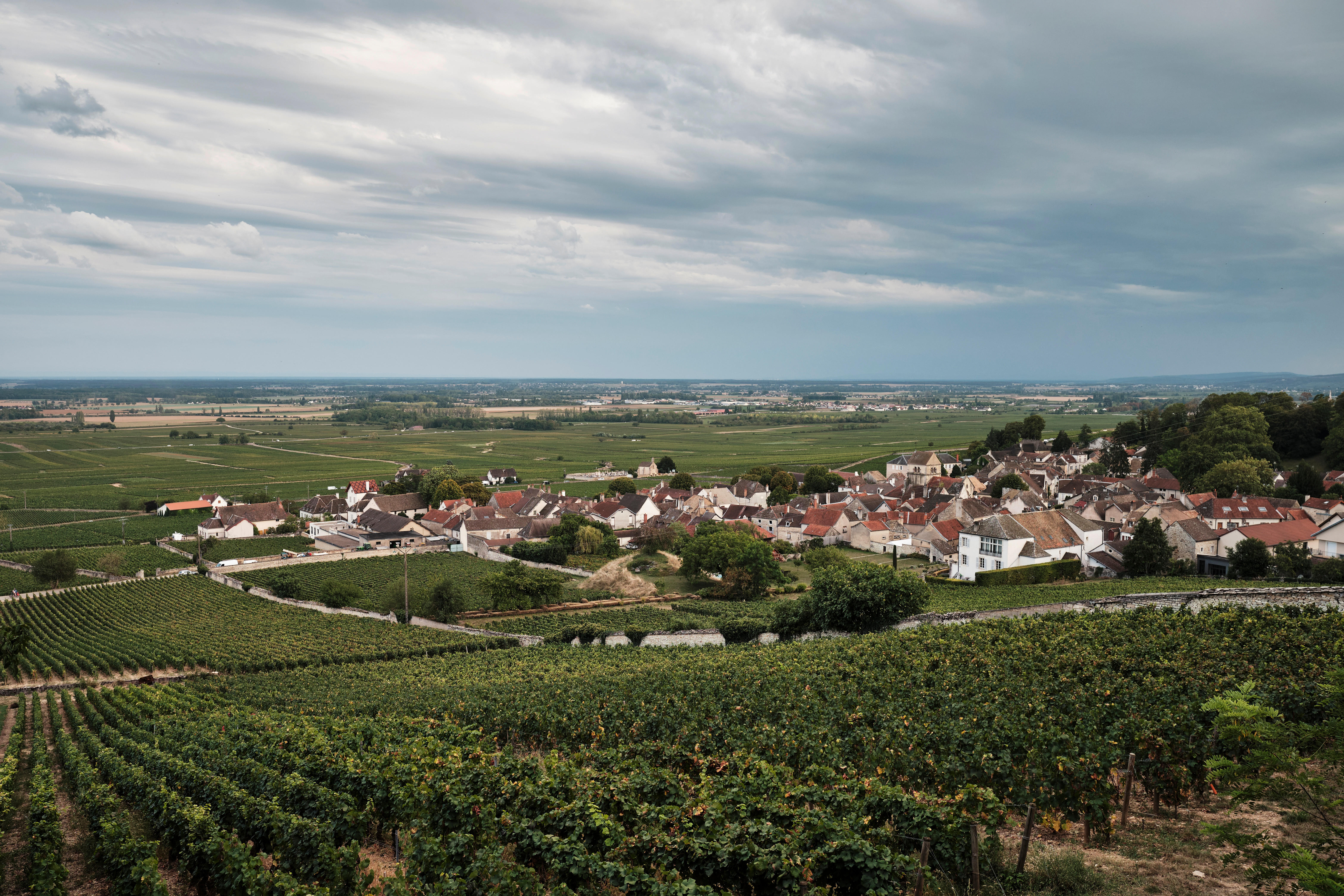 Volnay-regional_Burgundy-2023_Jason-Lowe-2