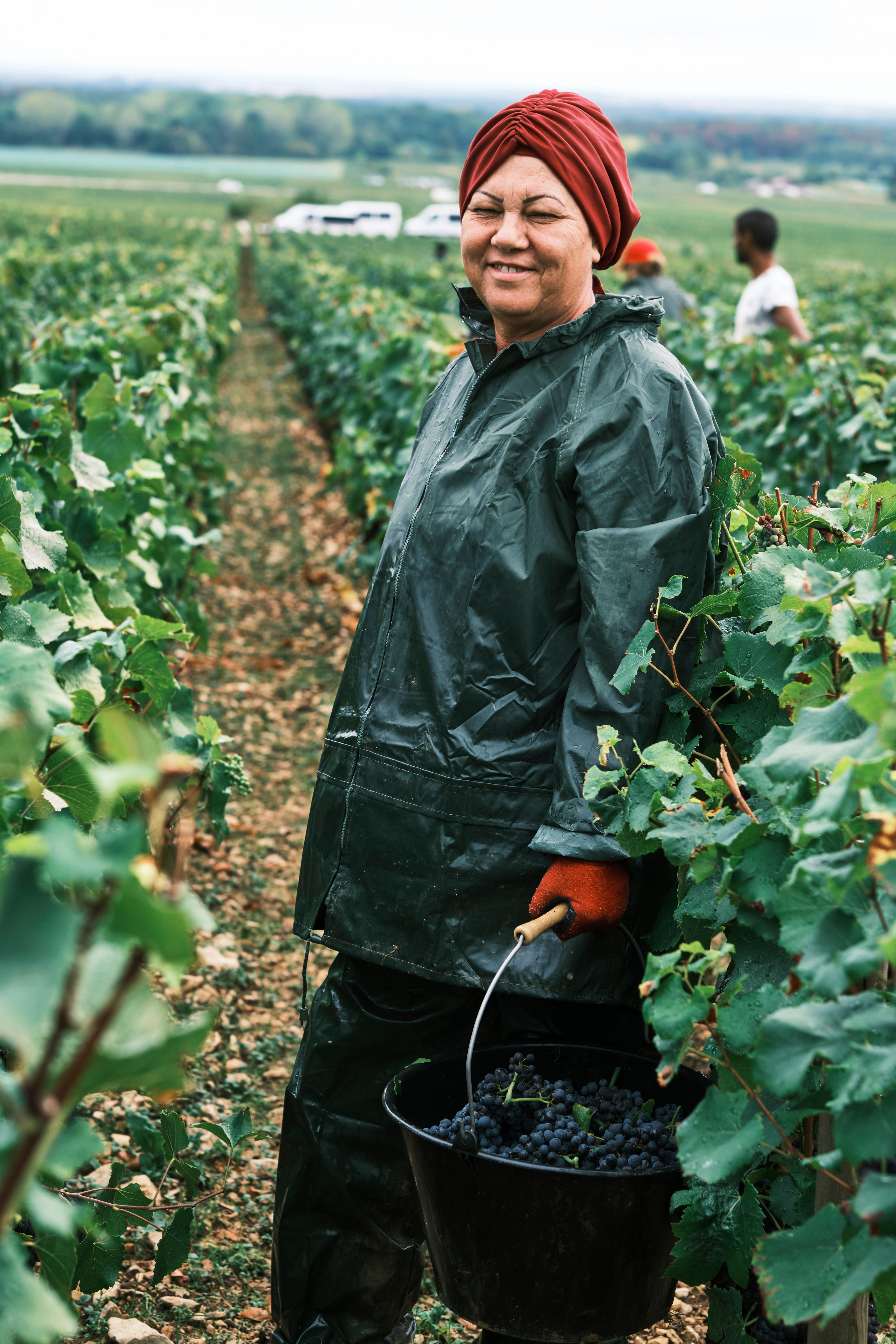 A worker among the vines at harvest time at Domaine Faiveley.