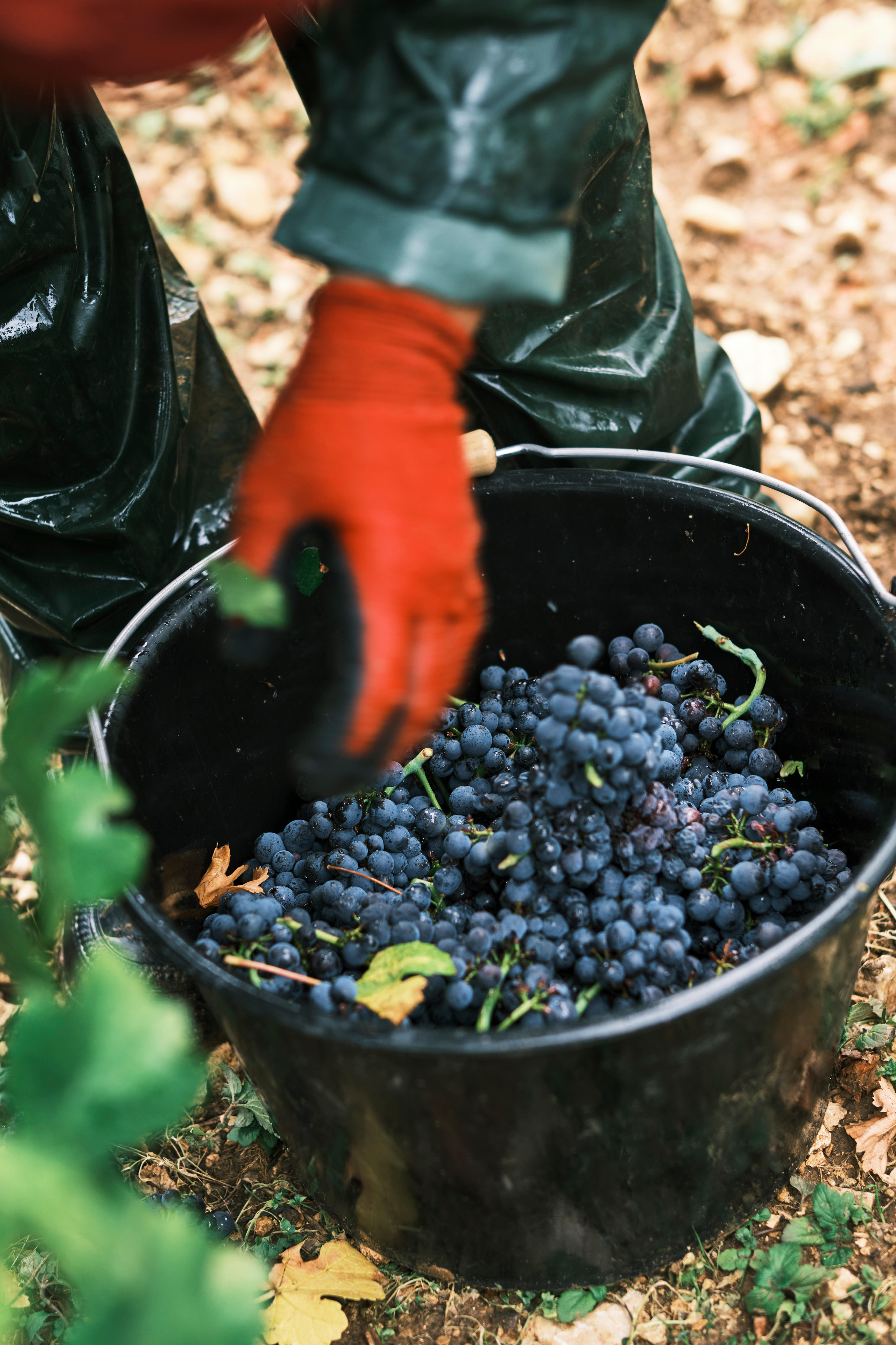 Worker-in-vines-grapes_Domaine-Faiveley_Nuits-St-Georges37_Burgundy-2023_Jason-Lowe