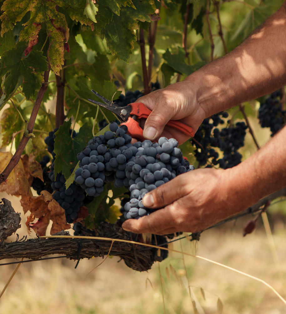 all-wines-Vendemmia_La-Magia_Brunello-12