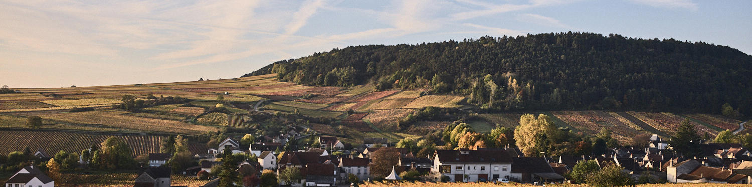 An early look at Burgundy 2024: Our Buyer’s sneak preview of the new vintage