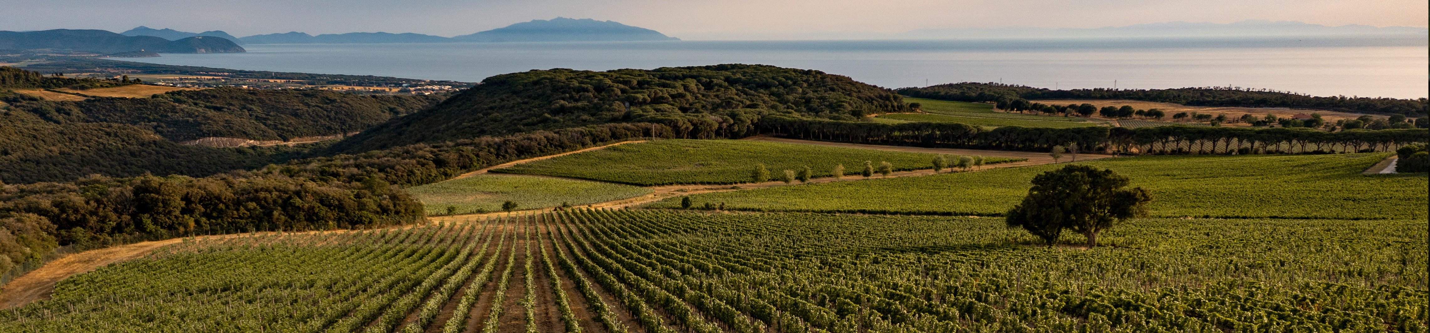 bolgheri-all-releases