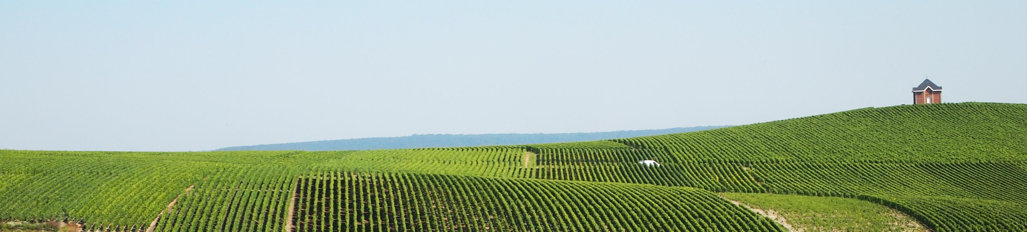 Champagne and sparkling wine to drink now