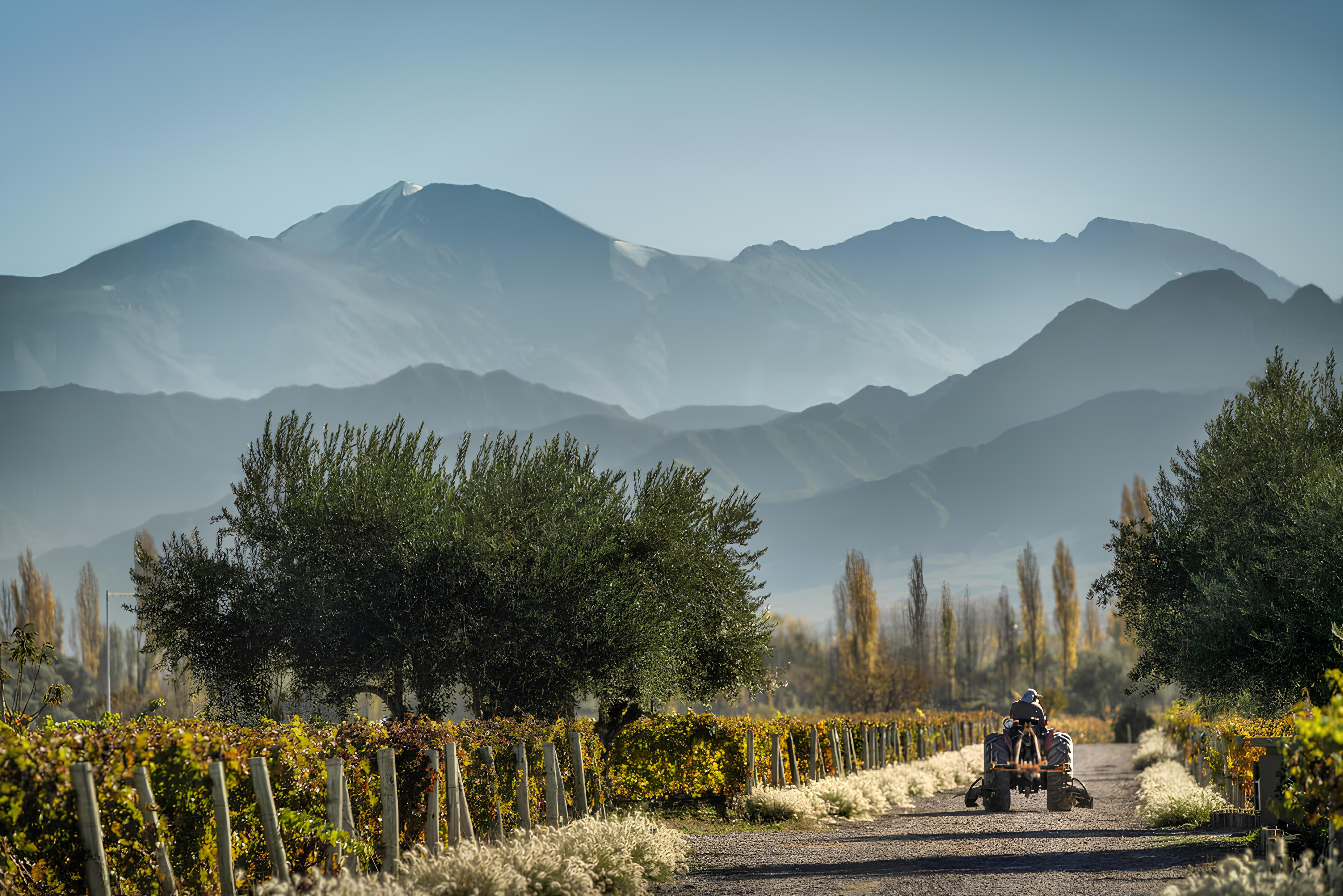 Cheval des Andes vineyard in Mendoza, Argentina, with rows of grapevines stretching toward the mountains.