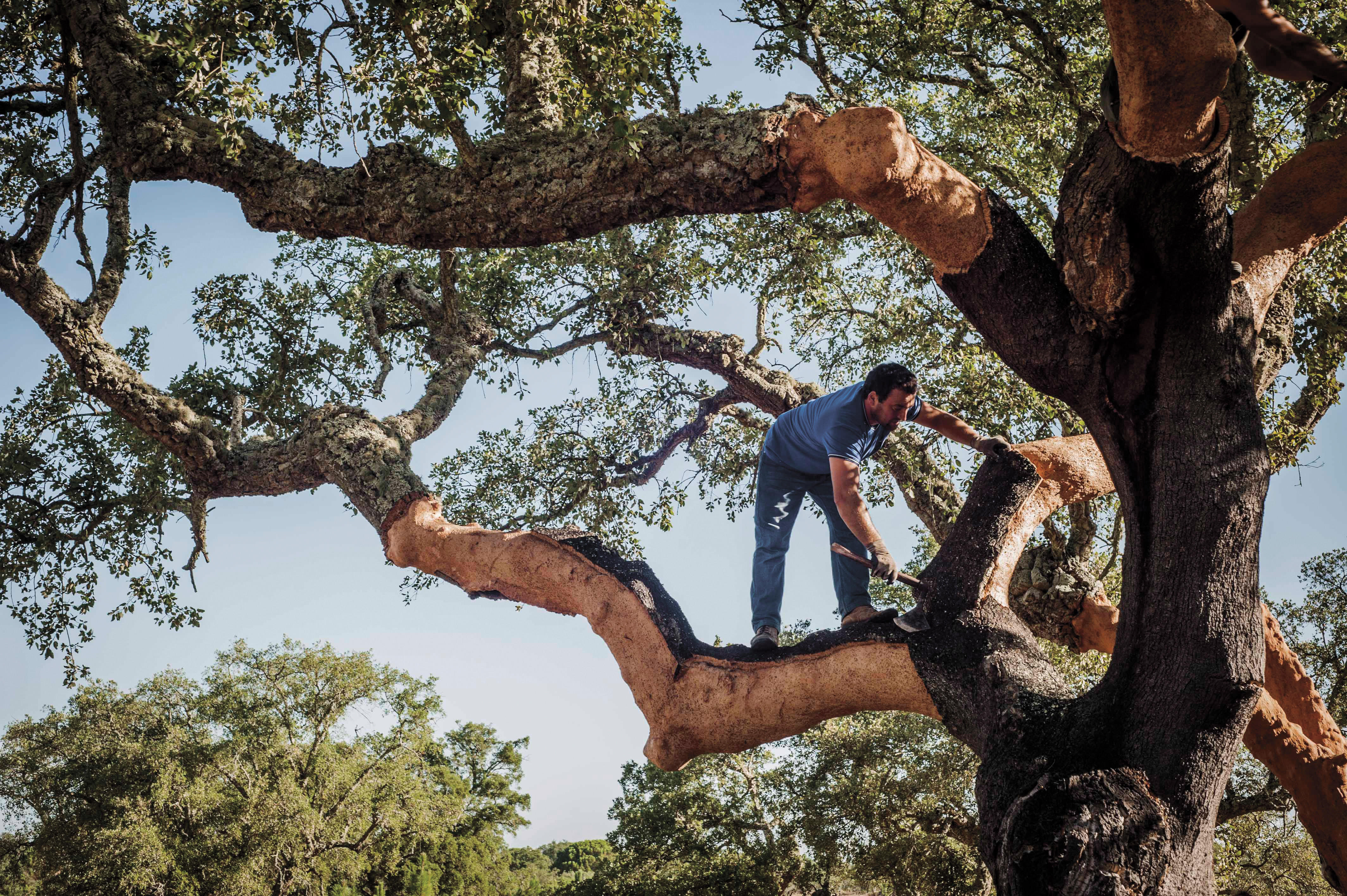 cork-harvesting-amorim