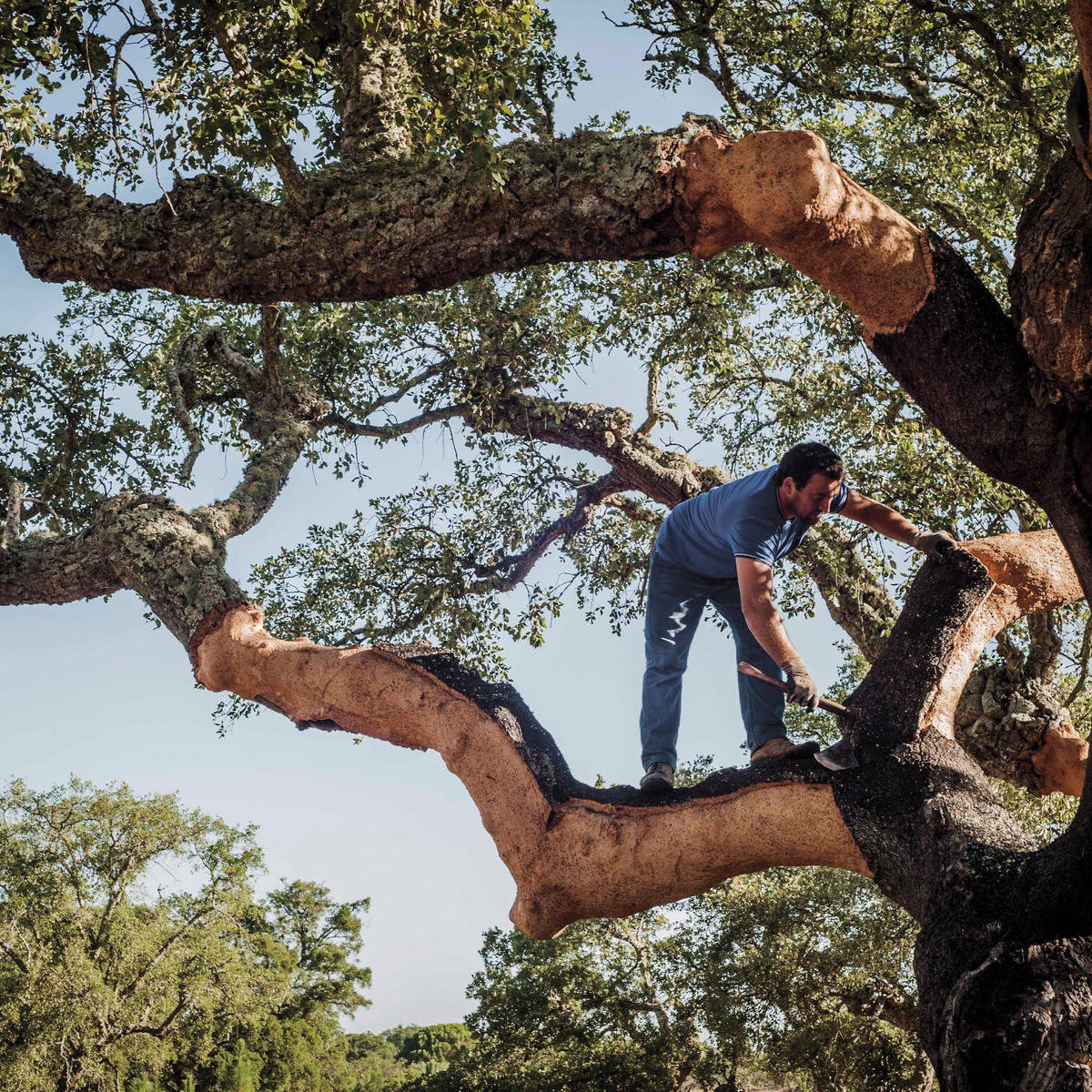 A worker in a tree harvesting natural cork.