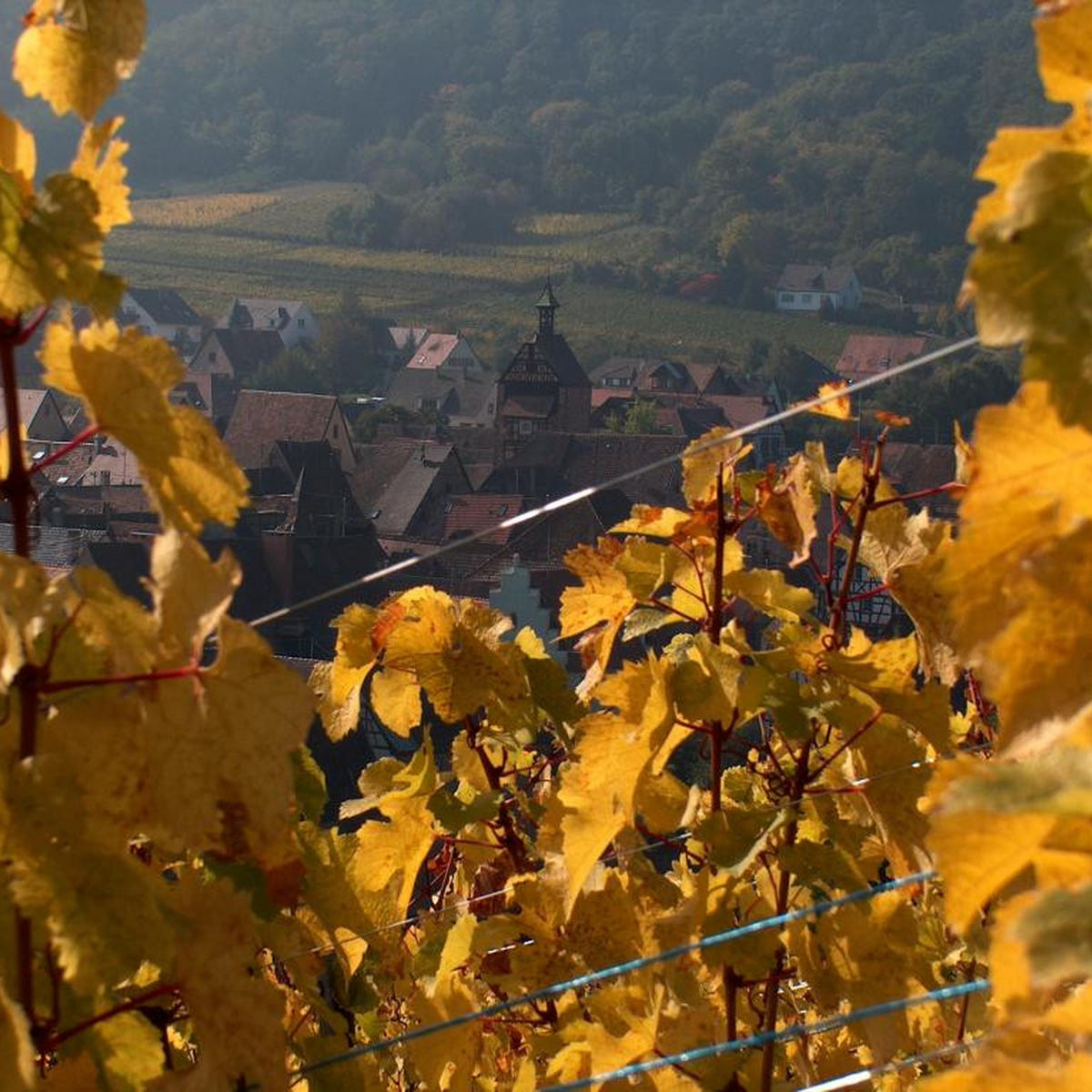A photograph taken at the top of Hugel vineyards in autumn, showing the village below through a frame of golden vine leaves