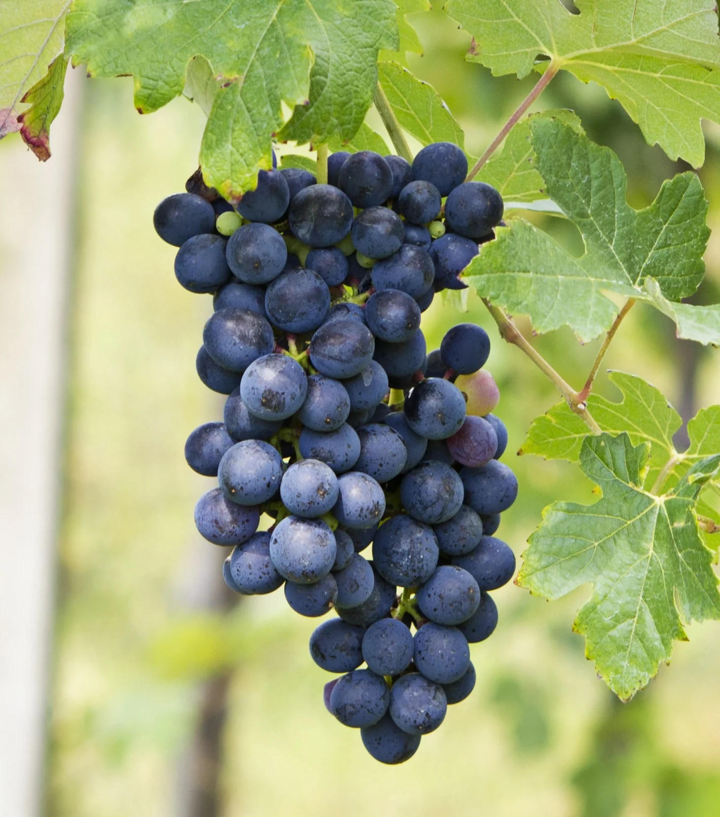 Barbera