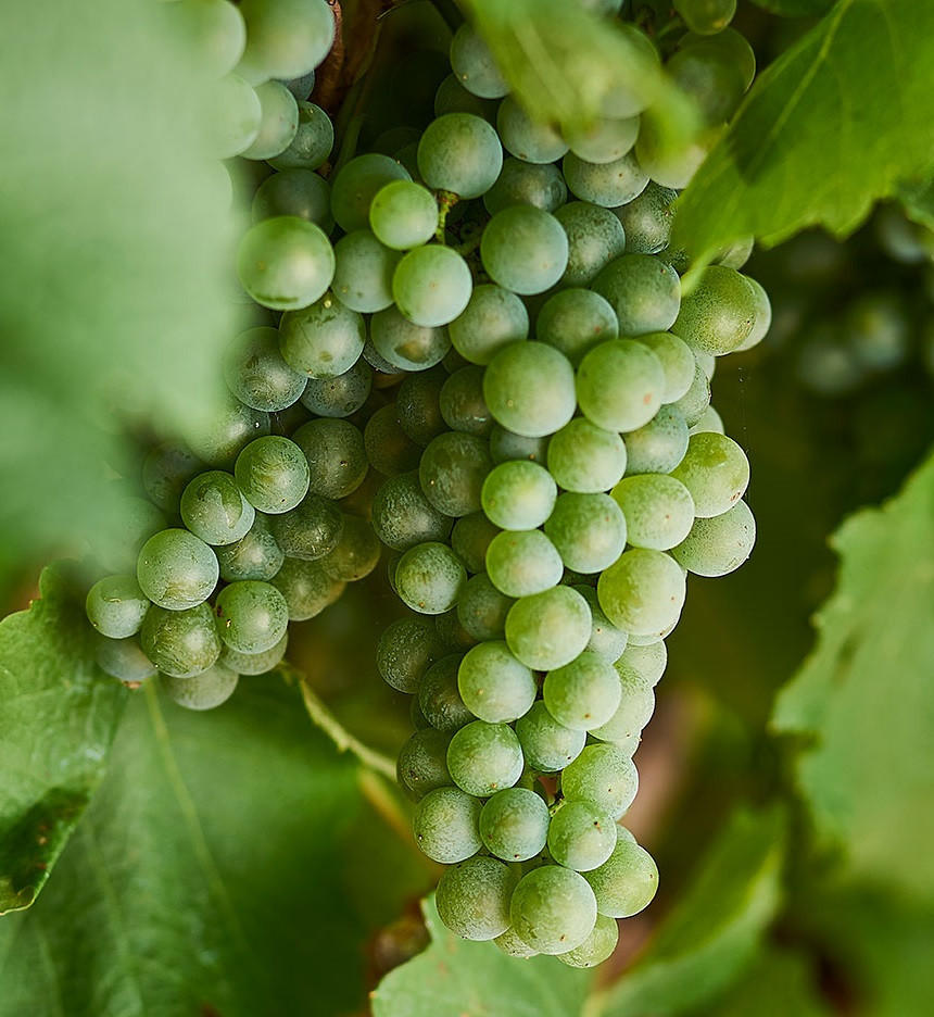 Sauvignon Blanc & Sémillon