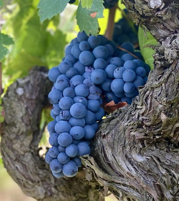 Que Mas Agricolas Sardinia
