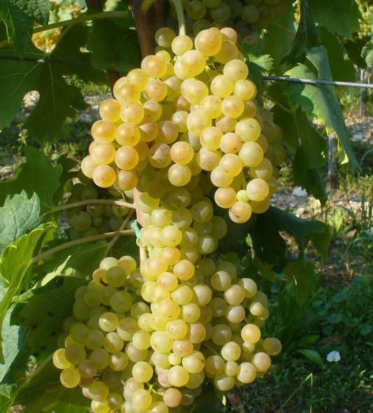 Garganega