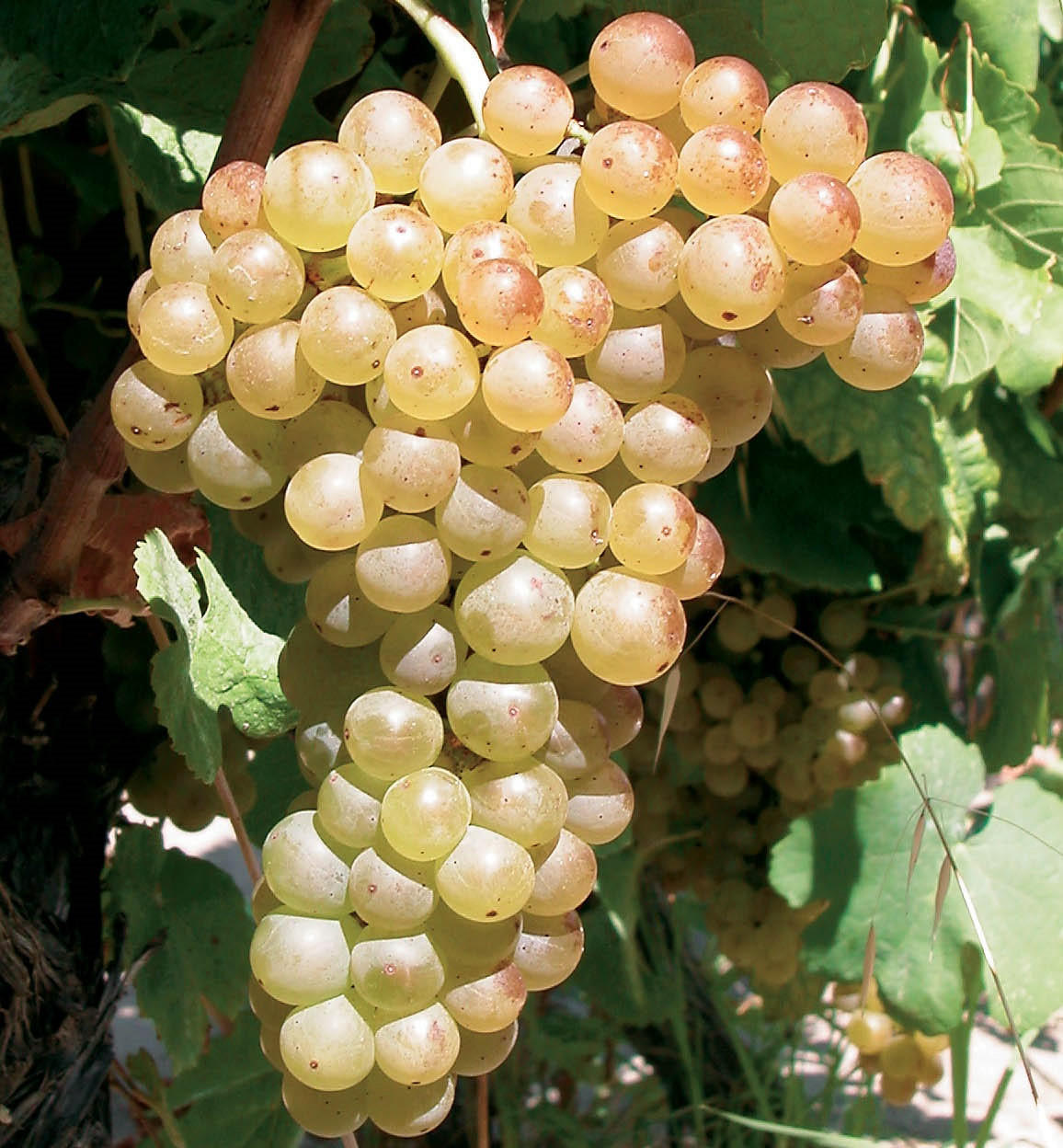 Marsanne