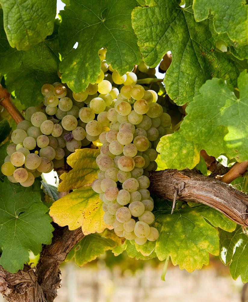 Roussanne