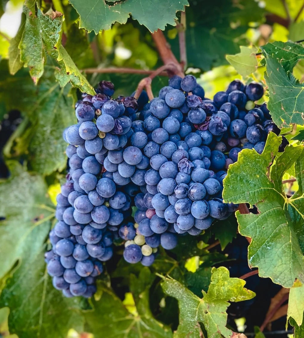 Sangiovese