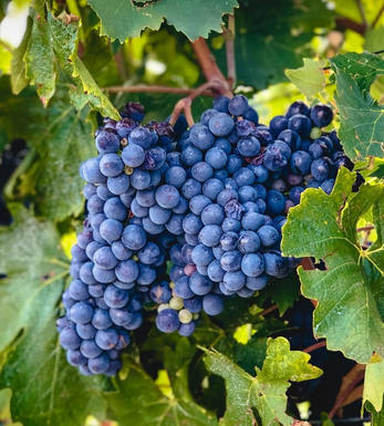 Buy 2017 Brunello di Montalcino, Cerbaiona, Tuscany, Italy Buy 2017 Brunello di Montalcino, Cerbaiona, Tuscany, Italy