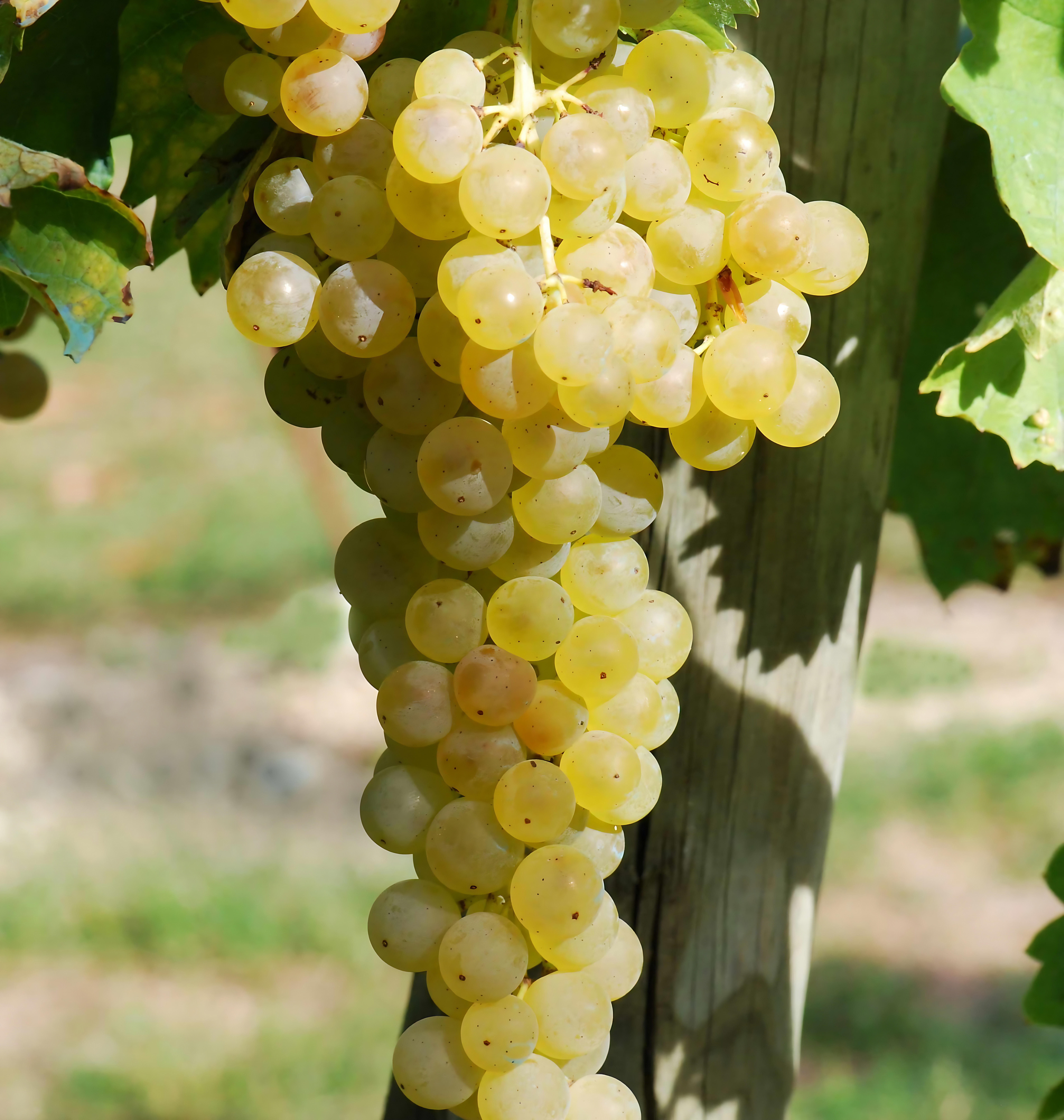 A close-up of Trebbiano grape clusters ripening on the vine, showcasing their pale golden hue and tight bunches, set against a backdrop of lush green vineyard foliage.