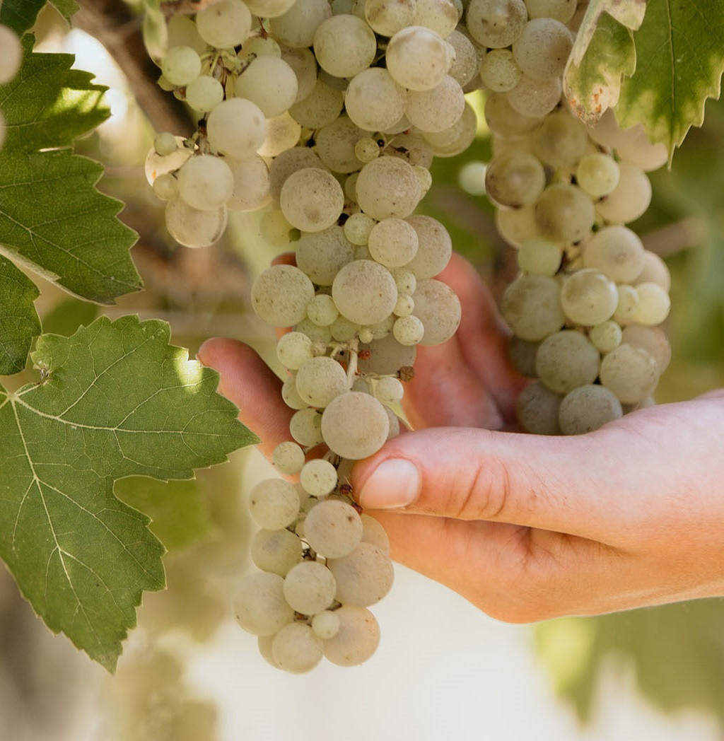 2020 Mirum, Verdicchio di Matelica, Riserva, La Monacesca, Marche