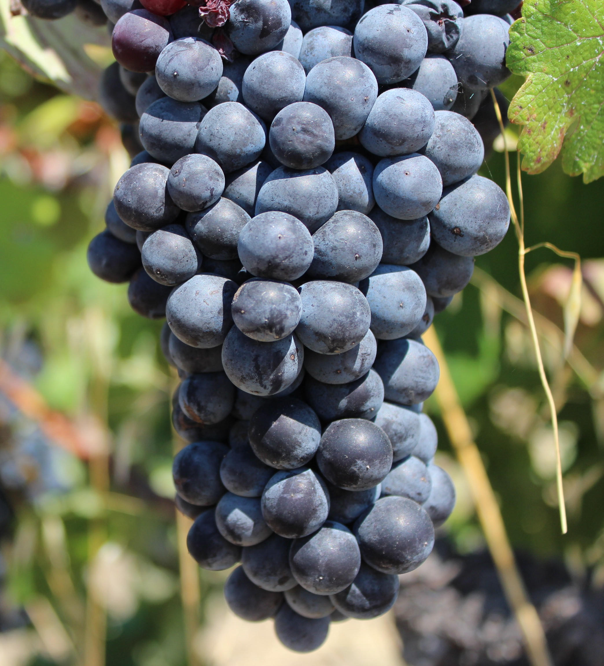 2015 Ridge Vineyards, Lytton Springs, Dry Creek Valley, Sonoma