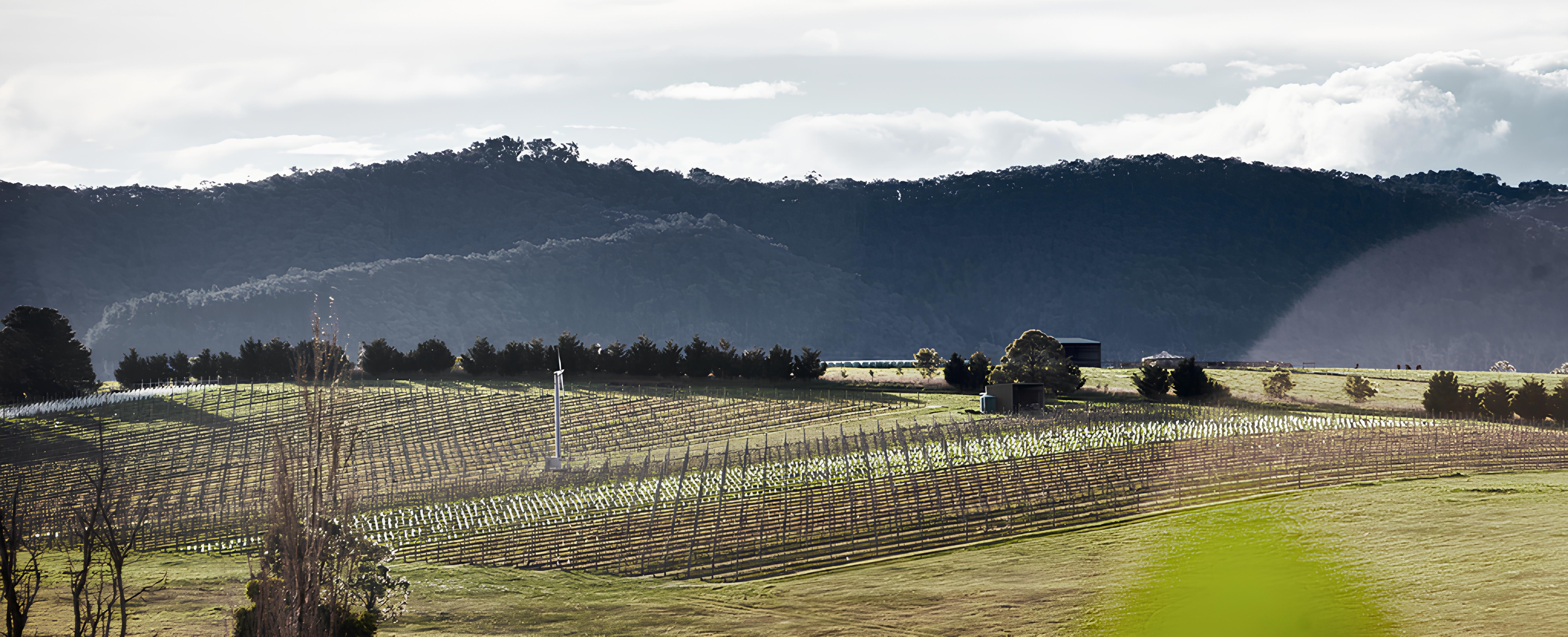 Mount Mary Vineyard in Yarra Valley, Australia, showing rows of grapevines on gently sloping terrain with forested hills in the background.