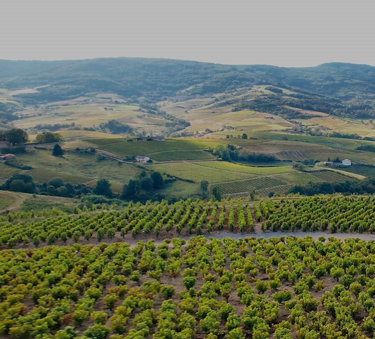 Domaine Julien Sunier