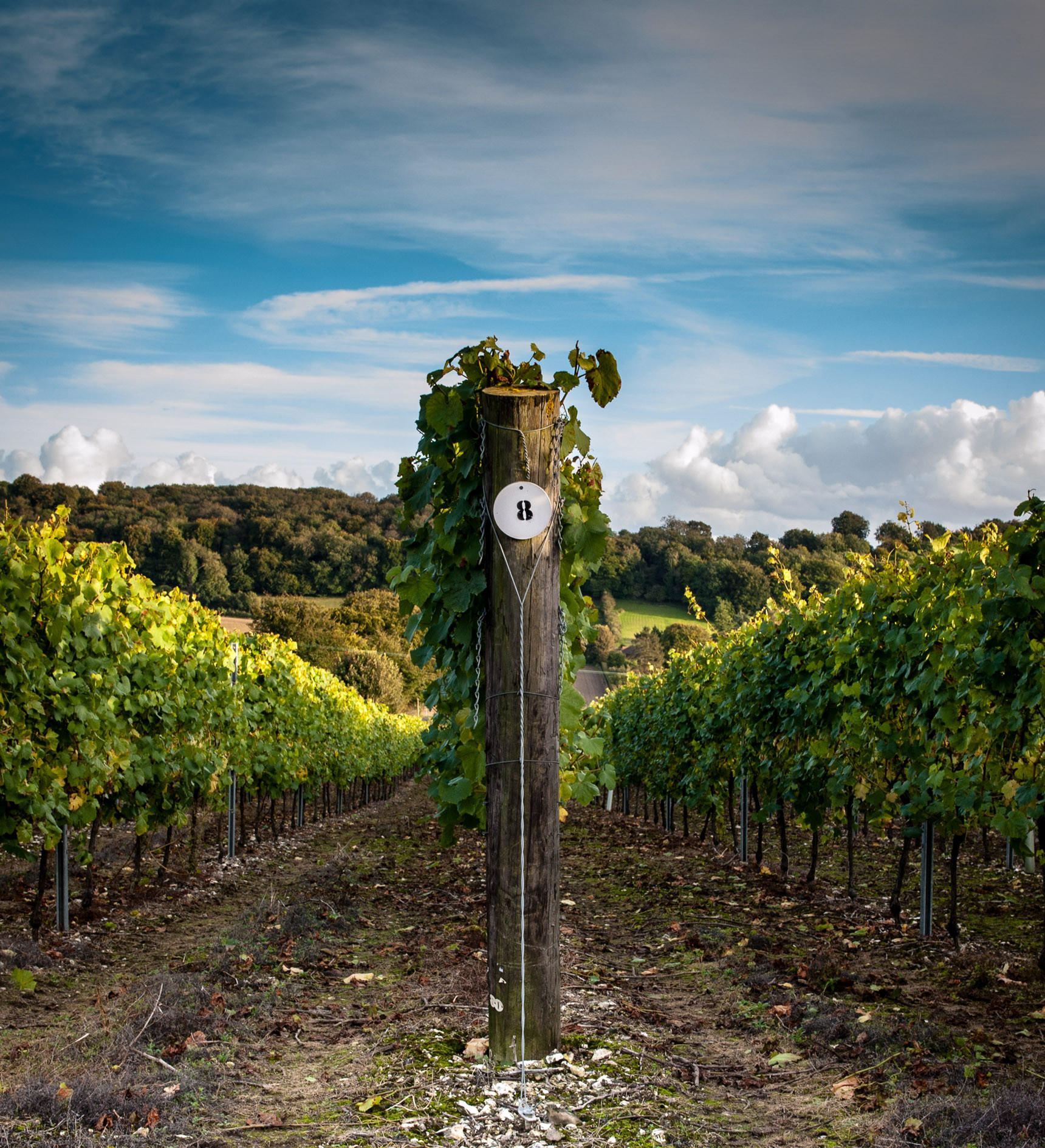 Hambledon Vineyard