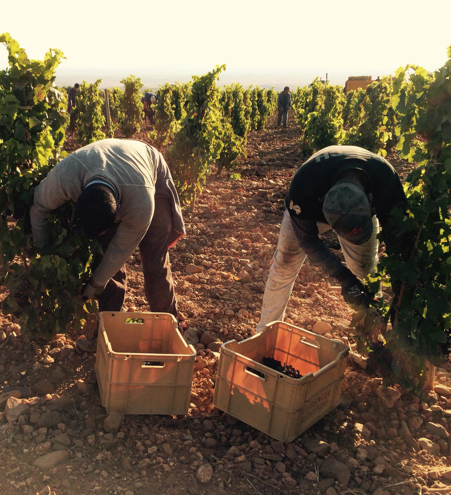 Bodegas Palacios Remondo